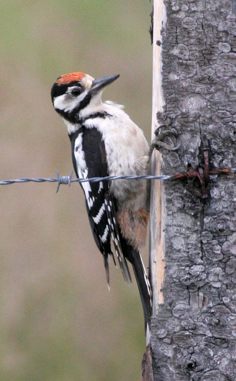 Great Spotted Woodpecker