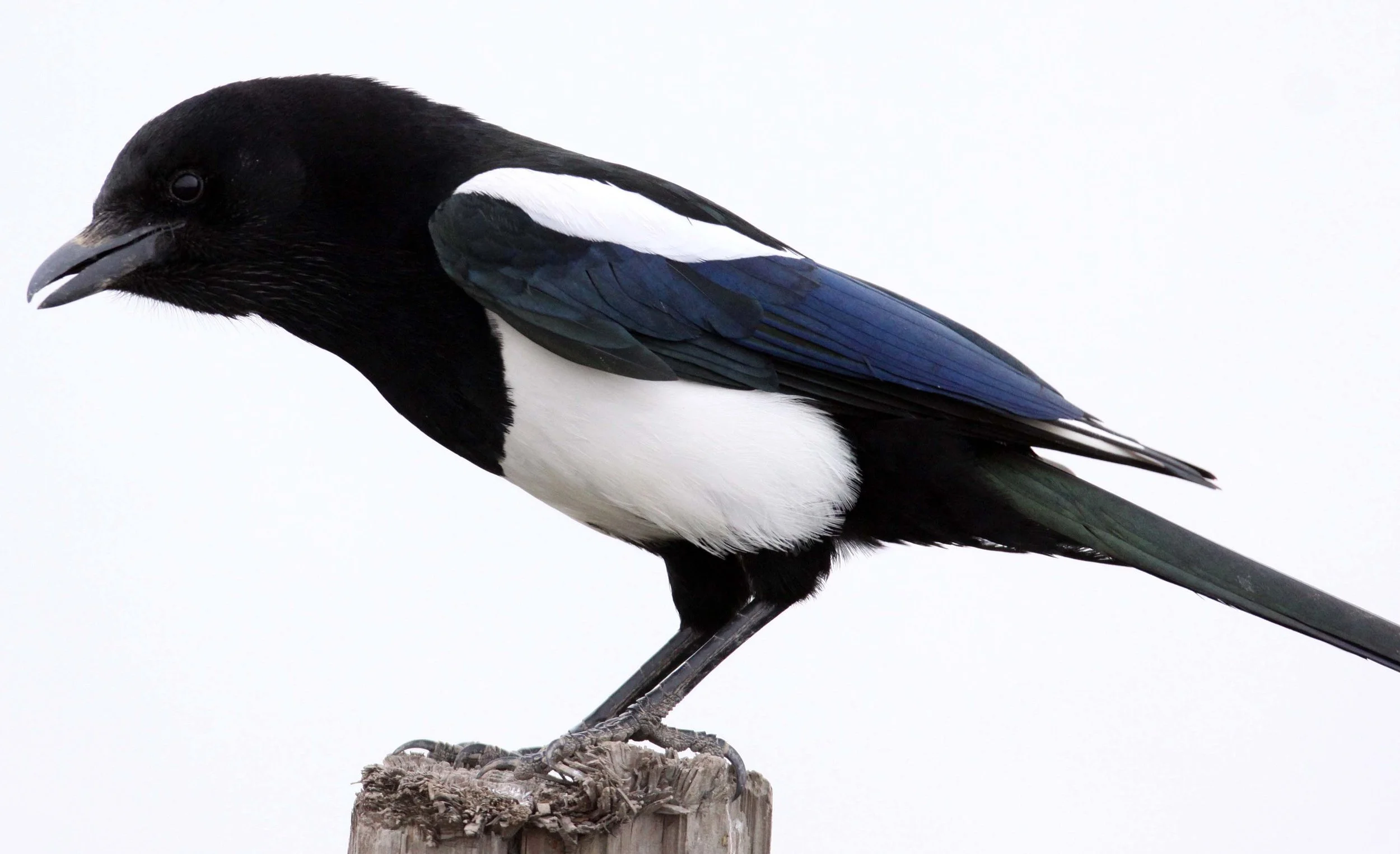 BIRD - MAGPIE - COMMON BLACK-BILLED MAGPIE- YANCHENG CHINA (21).JPG
