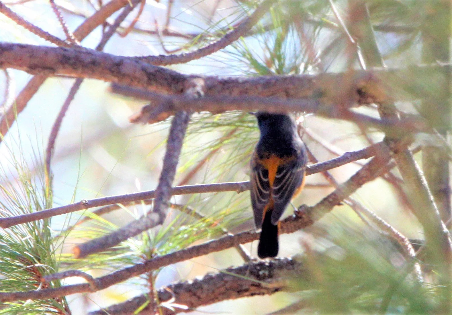 BIRD - REDSTART - BLUE-FRONTED REDSTART -  LIJIAN REGION HIGHLANDS YUNNAN CHINA (4).JPG