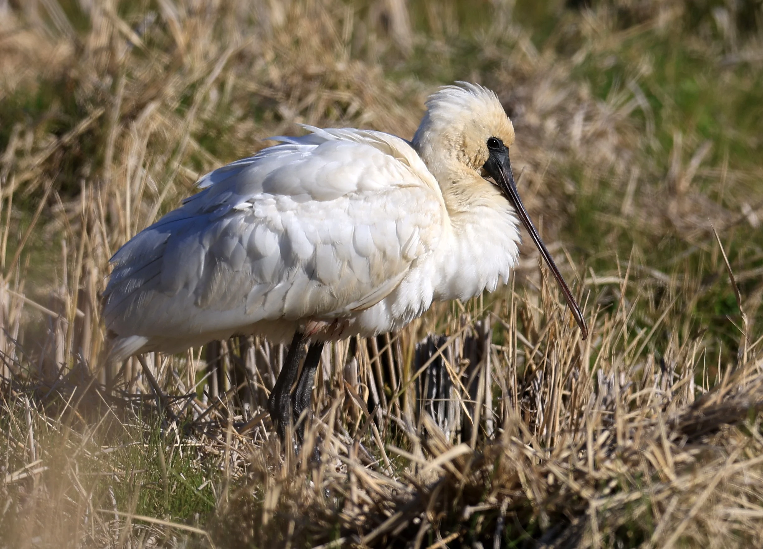 Black-faced Spoonbill (Platalea minor) Izumi Crane Center and Fields Izumi Kagoshima Japan (1).jpg