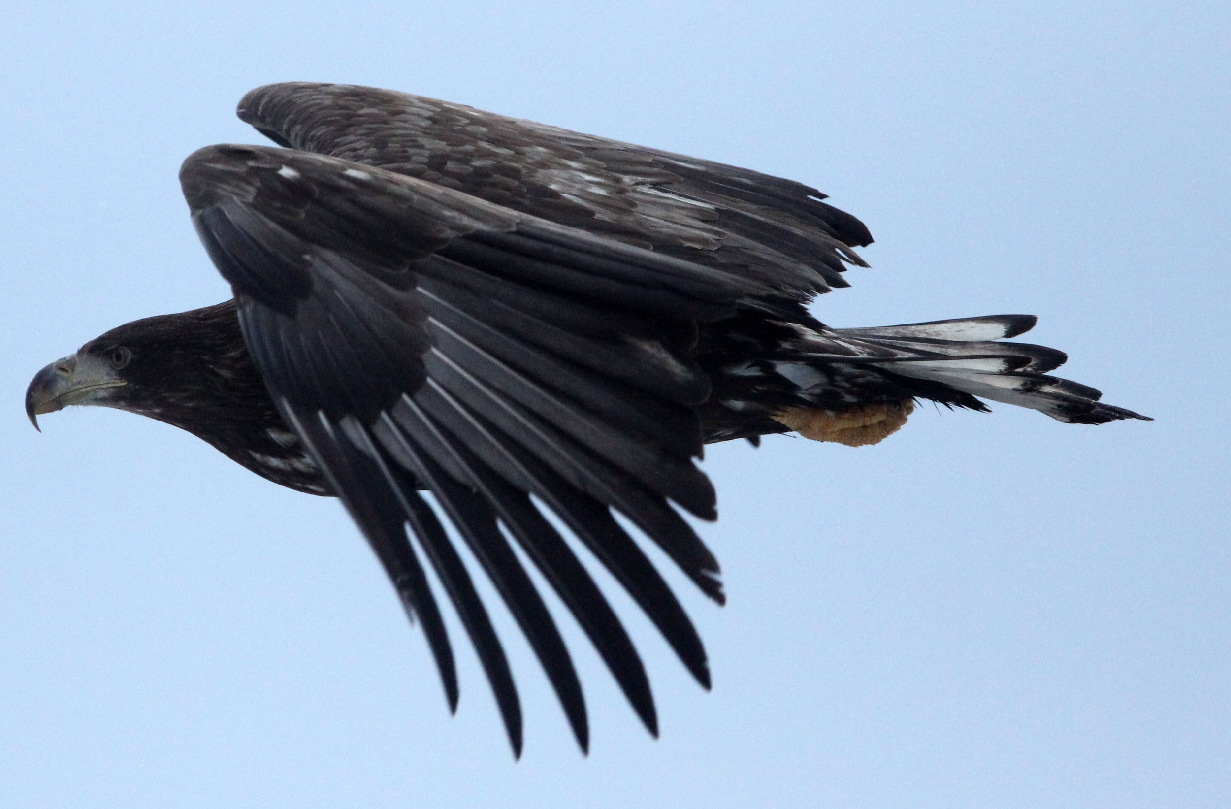 Haliaeetus albicilla - WHITE-TAILED EAGLE - RAUSU, SHIRETOKO PENINSULA, HOKKAIDO JAPAN (318).JPG