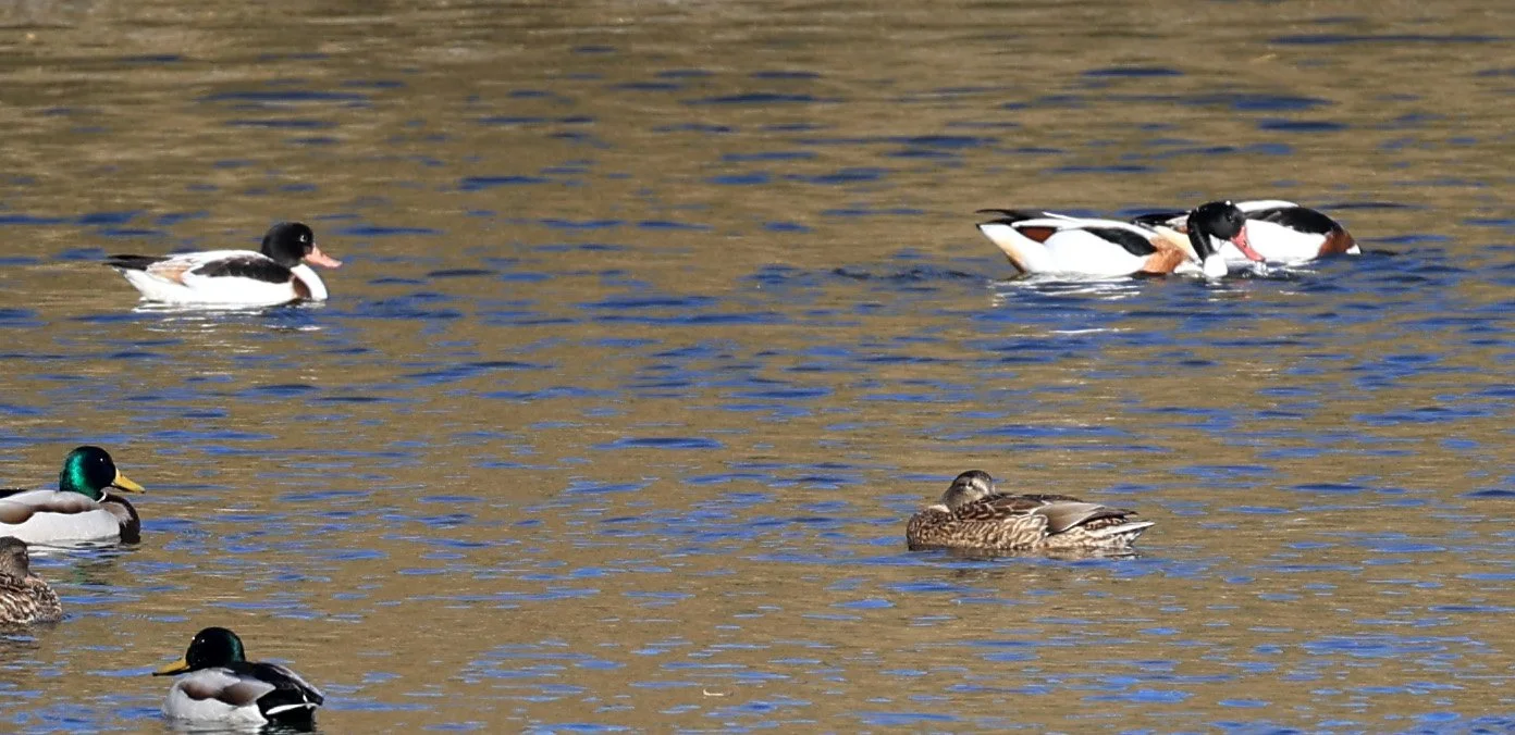 Common Shelduck (Tadorna tadorna) Shimotonda Sadowaracho Birding Ponds Miyazaki Kyushu Japan (10).jpg