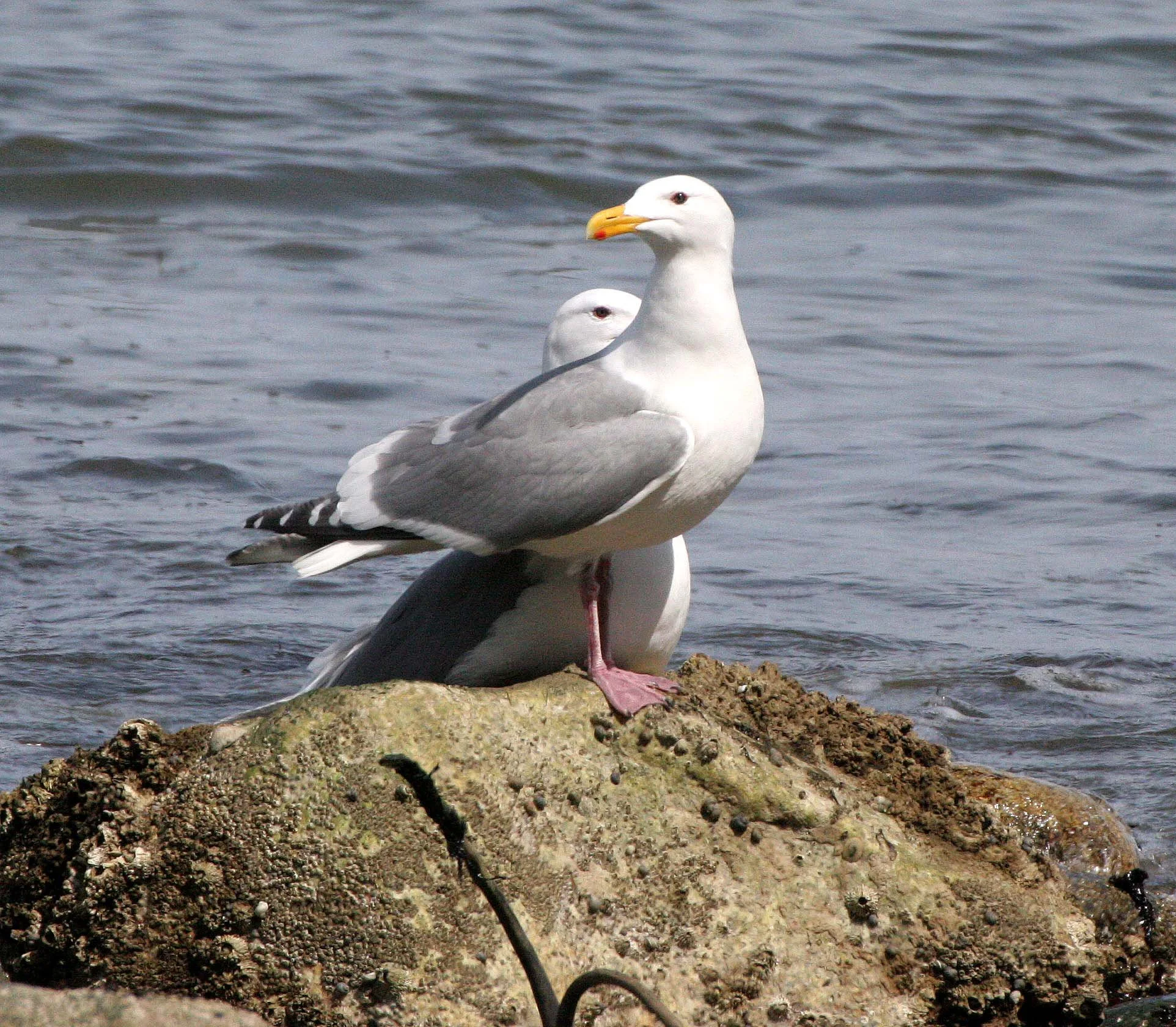 BIRD - GULL - GLAUCOUS-WINGED GULL - LAKE FARM BEACH WA (3).JPG