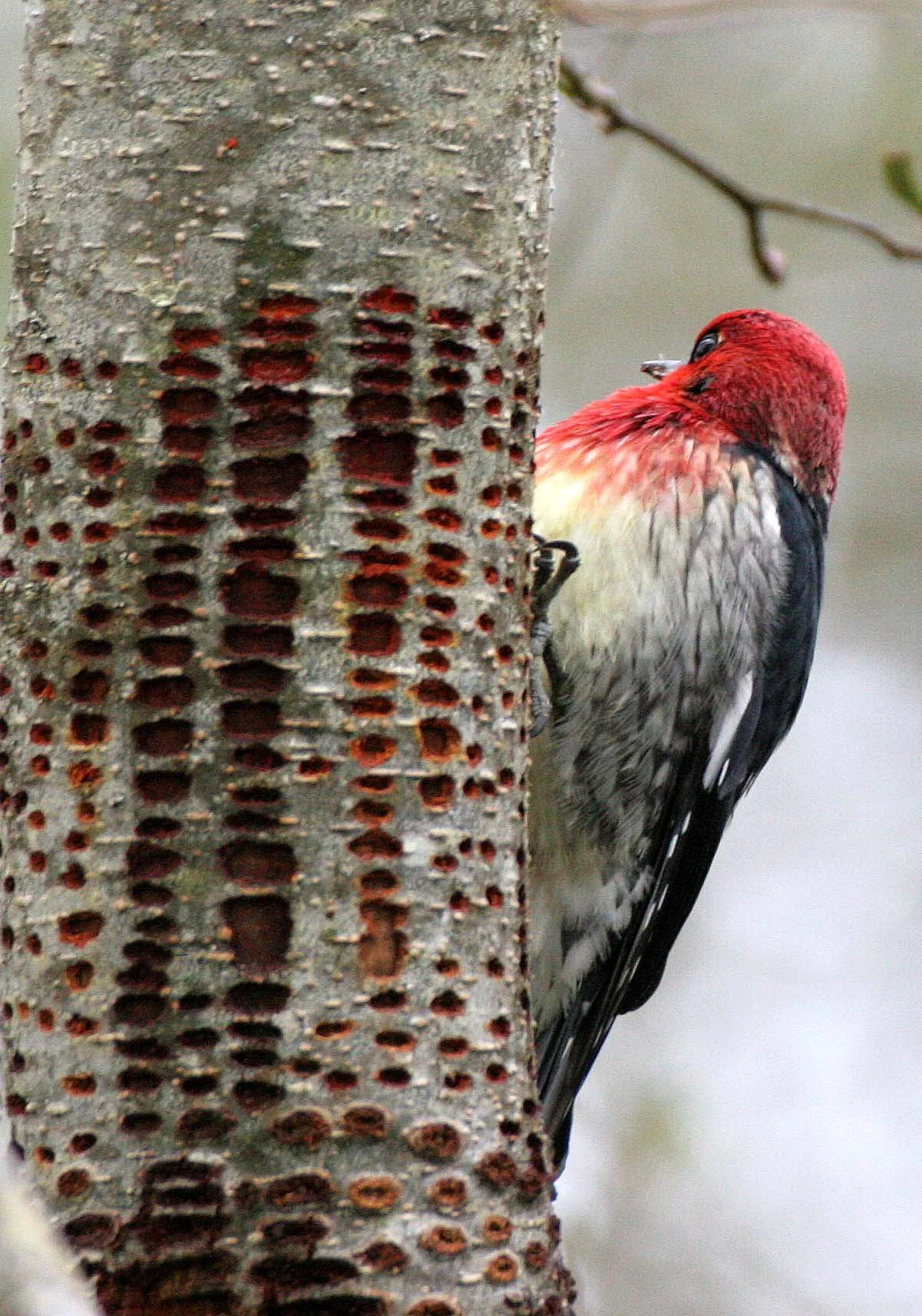 BIRD - WOODPECKER - SAPSUCKER - RED-BREASTED SAPSUCKER - SPHYRAPICUS RUBER - LAKE FARM TRAILS WA (43).JPG