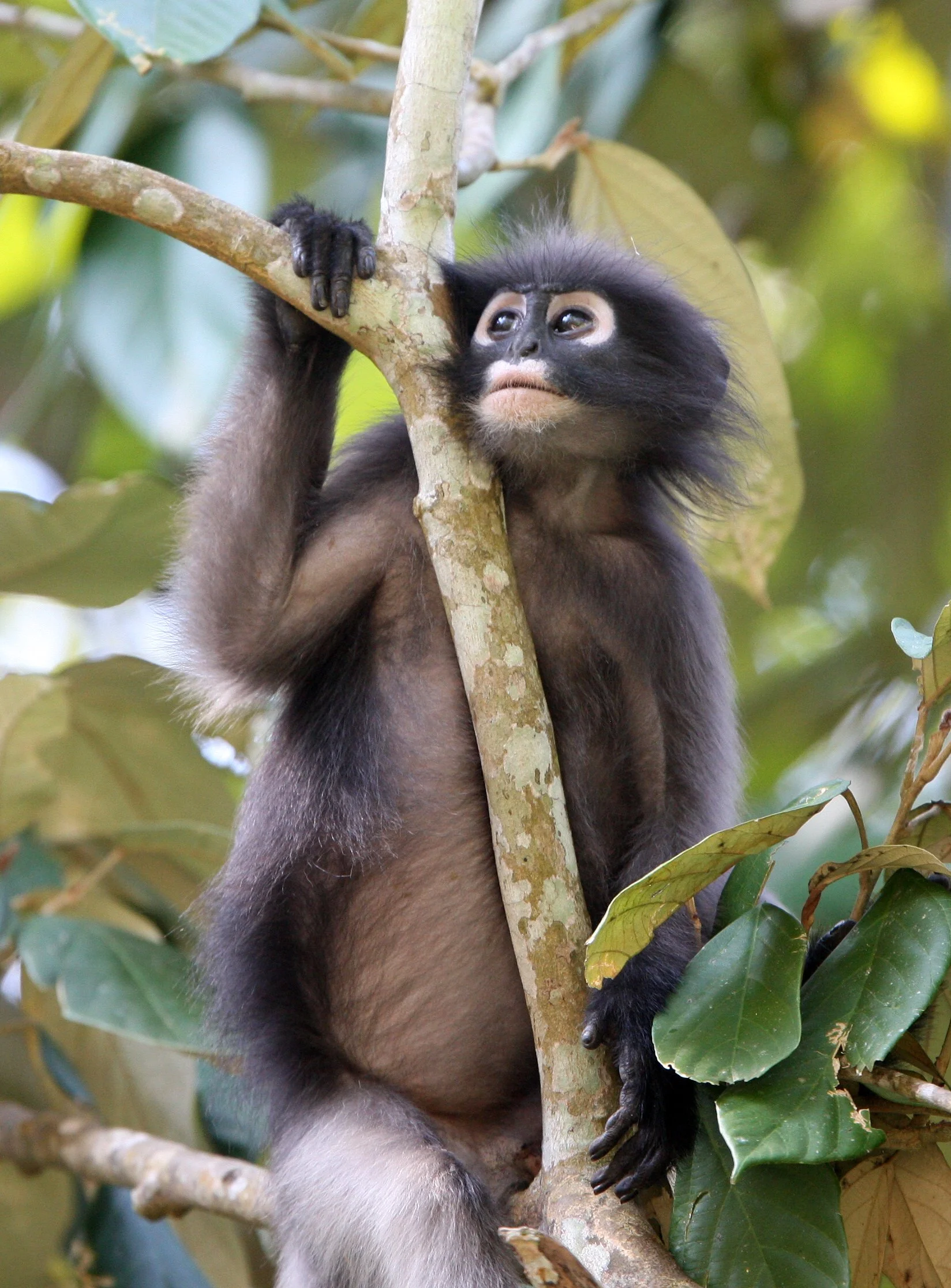 CERCOPITHECIDAE - Trachypithecus obscurus flavicauda - BLOND-TAILED (DUSKY) LANGUR - KAENG KRACHAN NP THAILAND (10).JPG