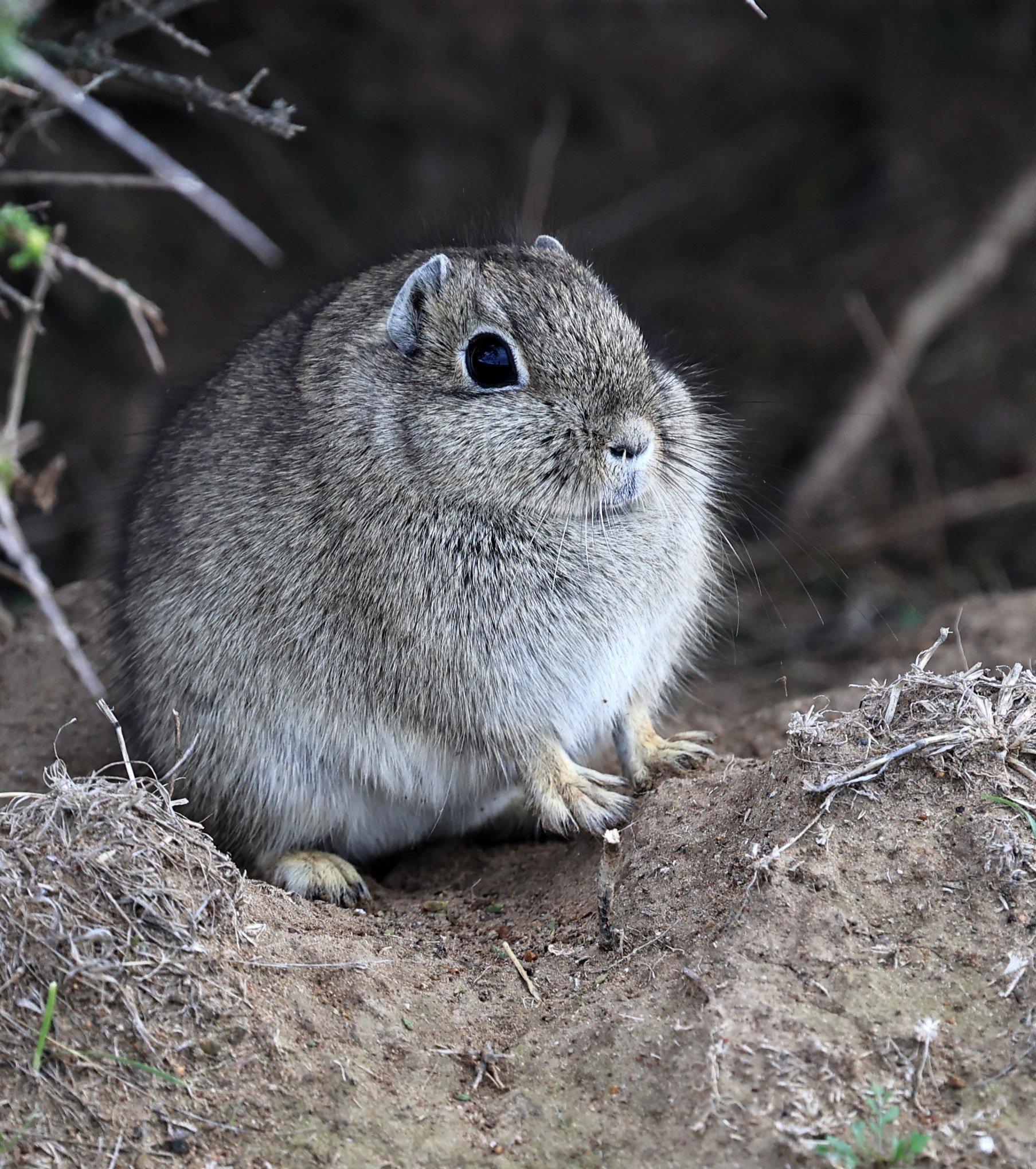 Southern Mountain Cavy (Microcavia australis) Valdes Peninsula, Chubut Province, Argentina Day 2 (1 (44).jpg