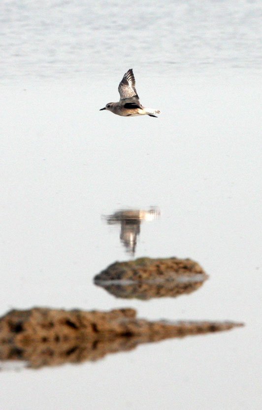 BIRD - PLOVER - GREY PLOVER - NANKOU, RUDONG, CHINA (1).JPG