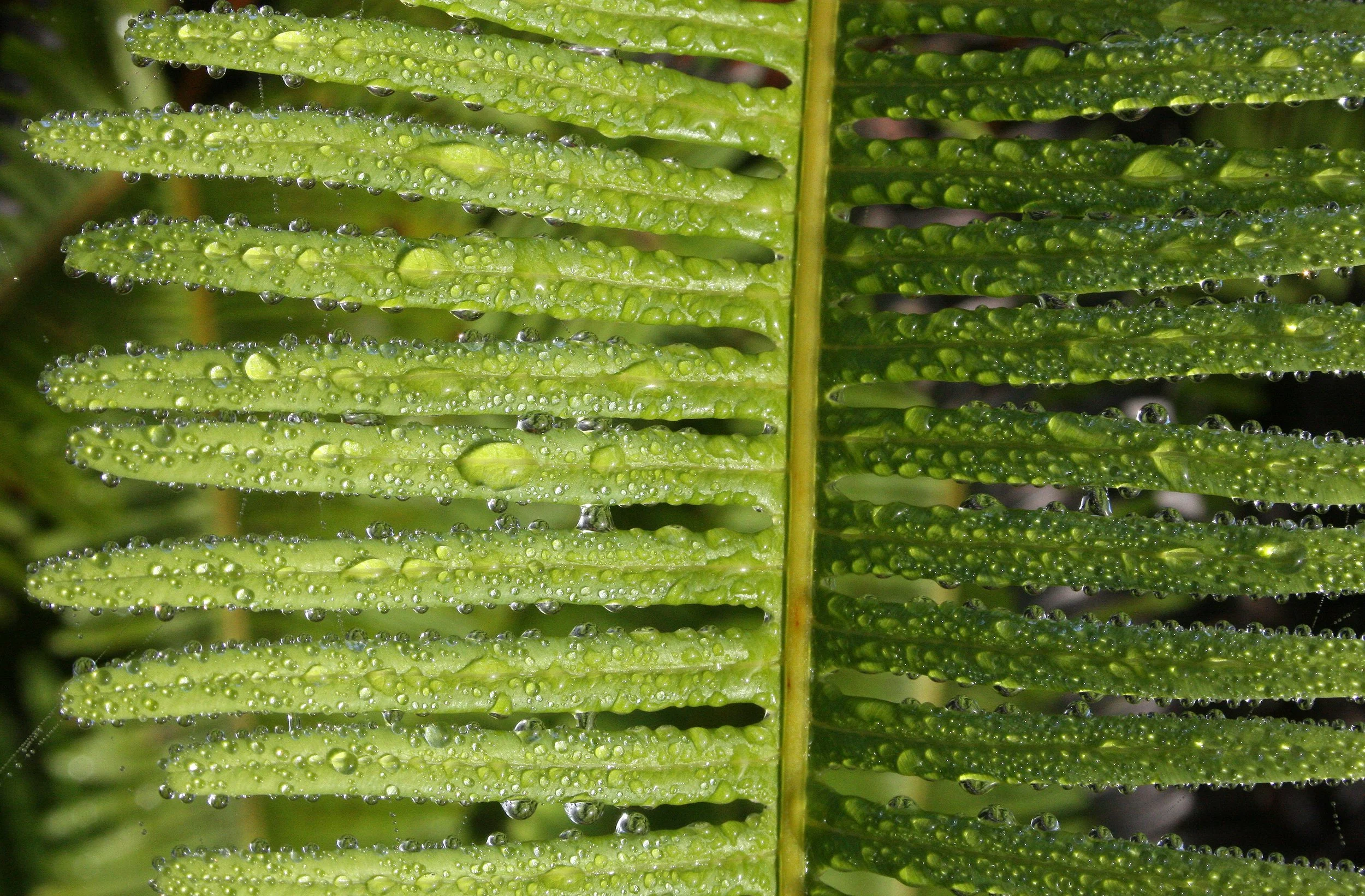 KRUNG CHIN NP - PTERIDOPHYTA (6).JPG