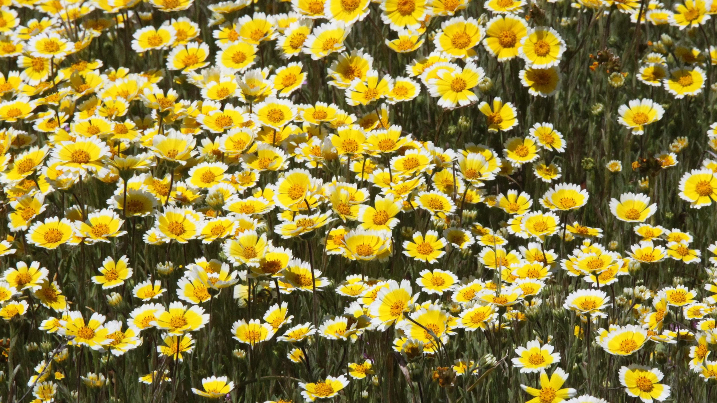 ASTERACEAE - LAYIA PLATYGLOSSA - TIDY TIPS - CARRIZO PLAIN NM CALIFORNIA.JPG