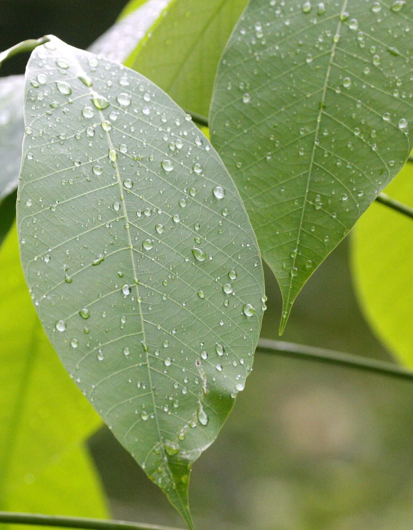 2009 Promluk Property Views (28).JPG