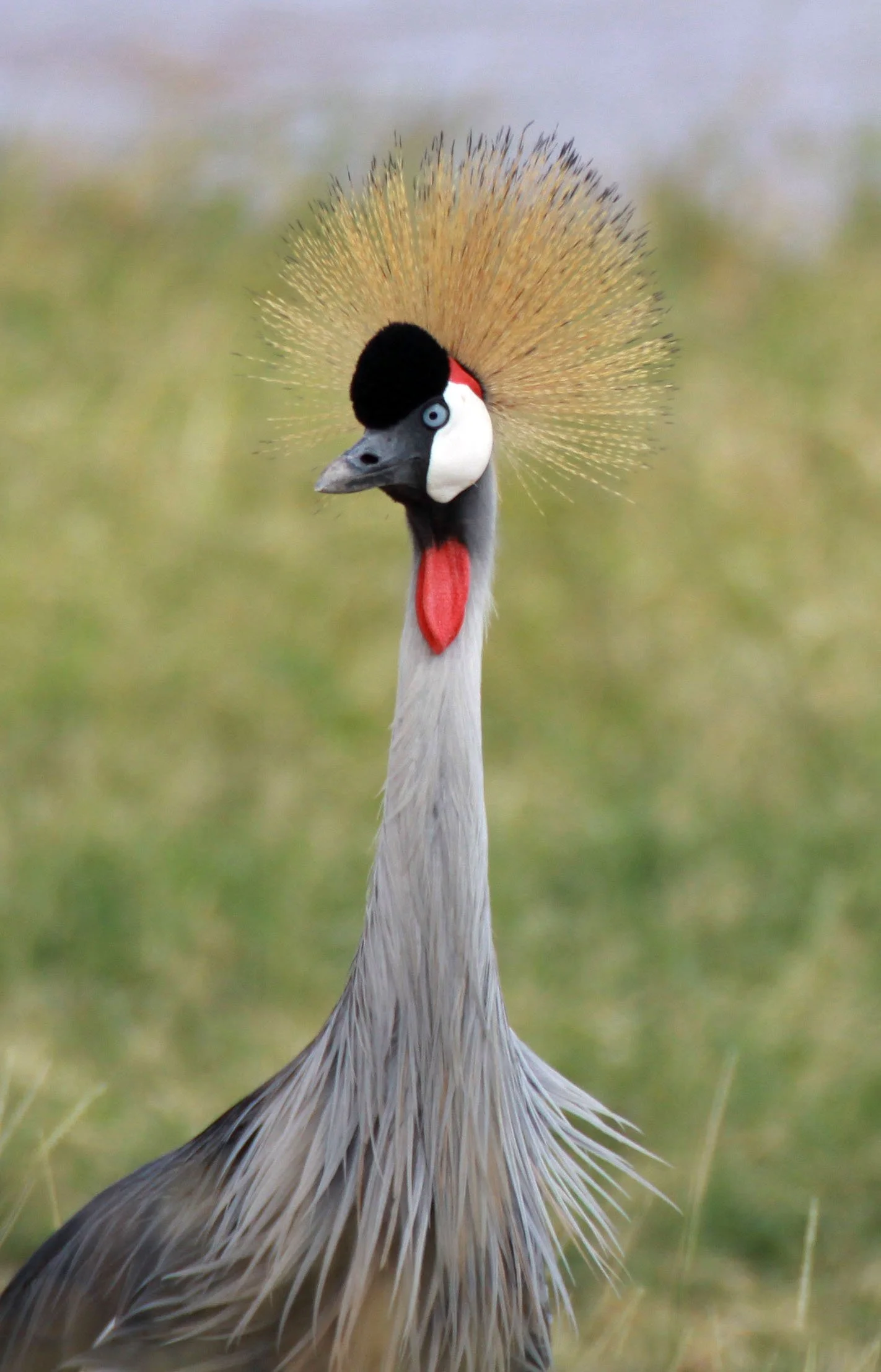 Balearica regulorum - GREY CROWNED CRANE - SAMBURU NATIONAL RESERVE KENYA (38).JPG