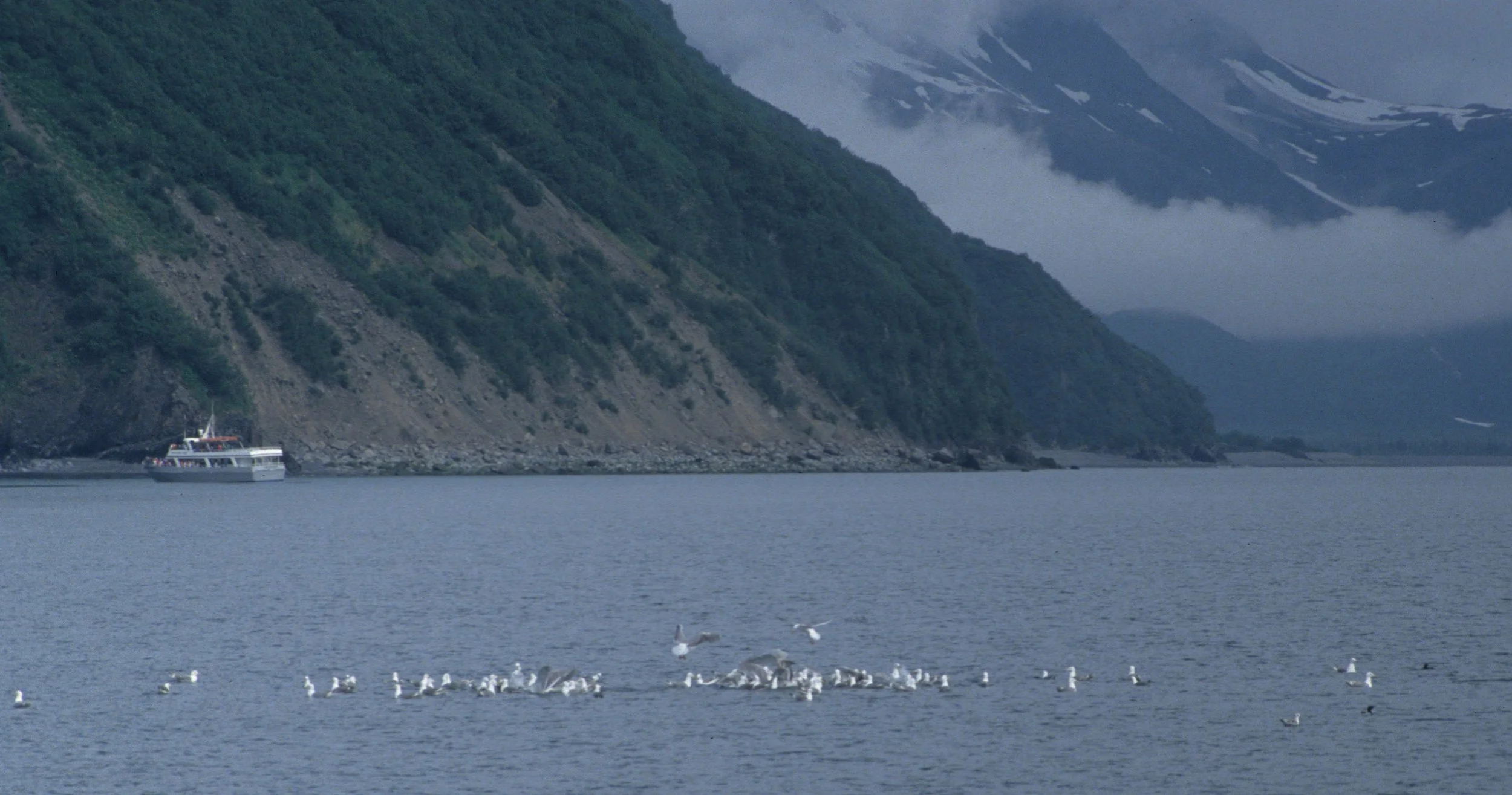 BIRD - GULL - GLAUCOUS - PRINCE WILLIAMM SOUND.jpg