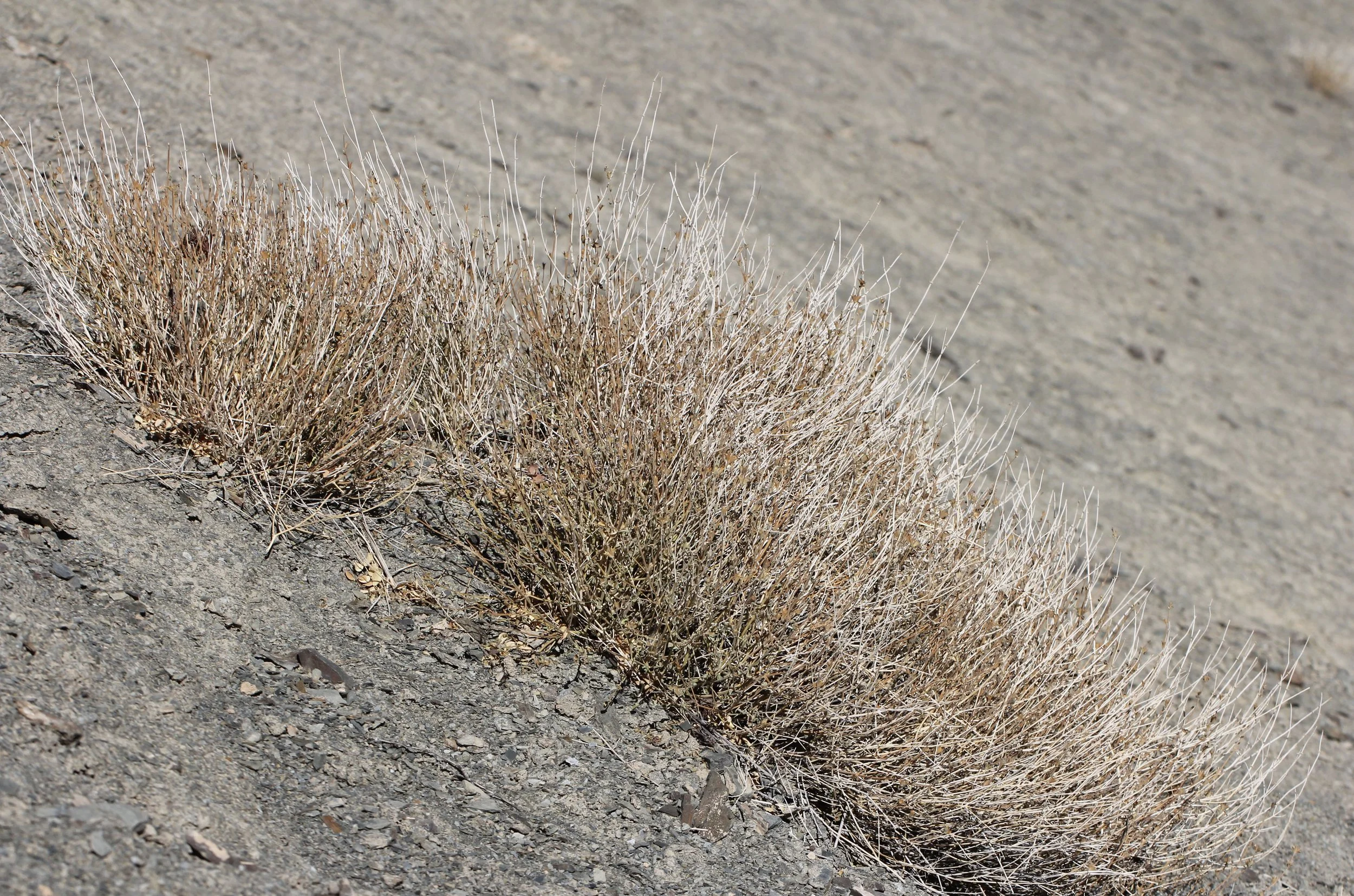 HEMIS NATIONAL PARK - LADAKH INDIA - JAMMU & KASHMIR NEAR RUMBAK VILLAGE (230).JPG