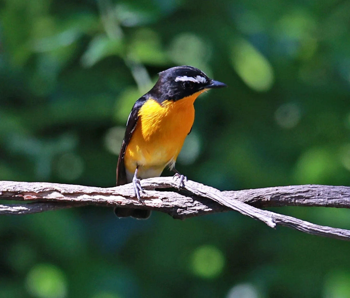 Flycatcher - Yellow-rumped Flycatcher - Ficedula zanthopygia - Bang Pu Mangrove Forest Reserve, Samut Prakan March 30, 2024 (10).jpg