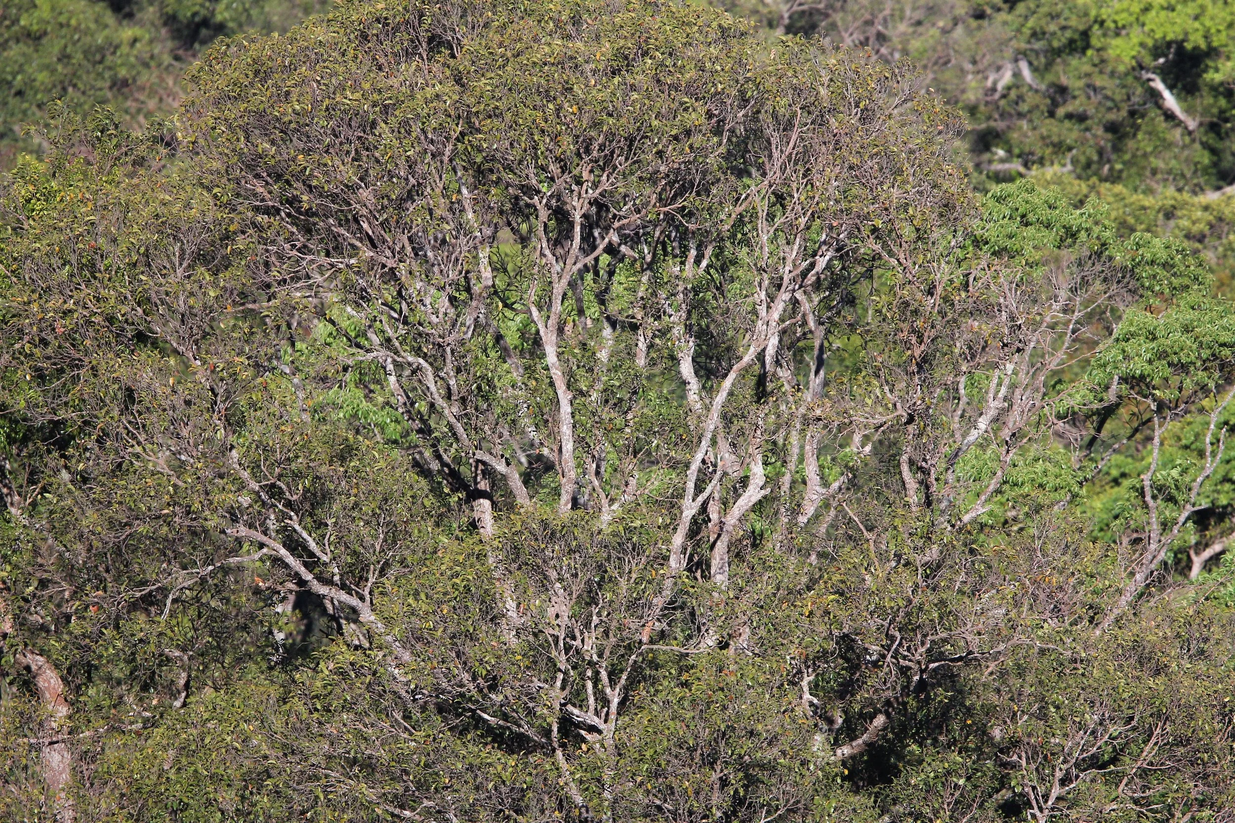 View of the Dry Evergreen Forest at Khao Yai National Park