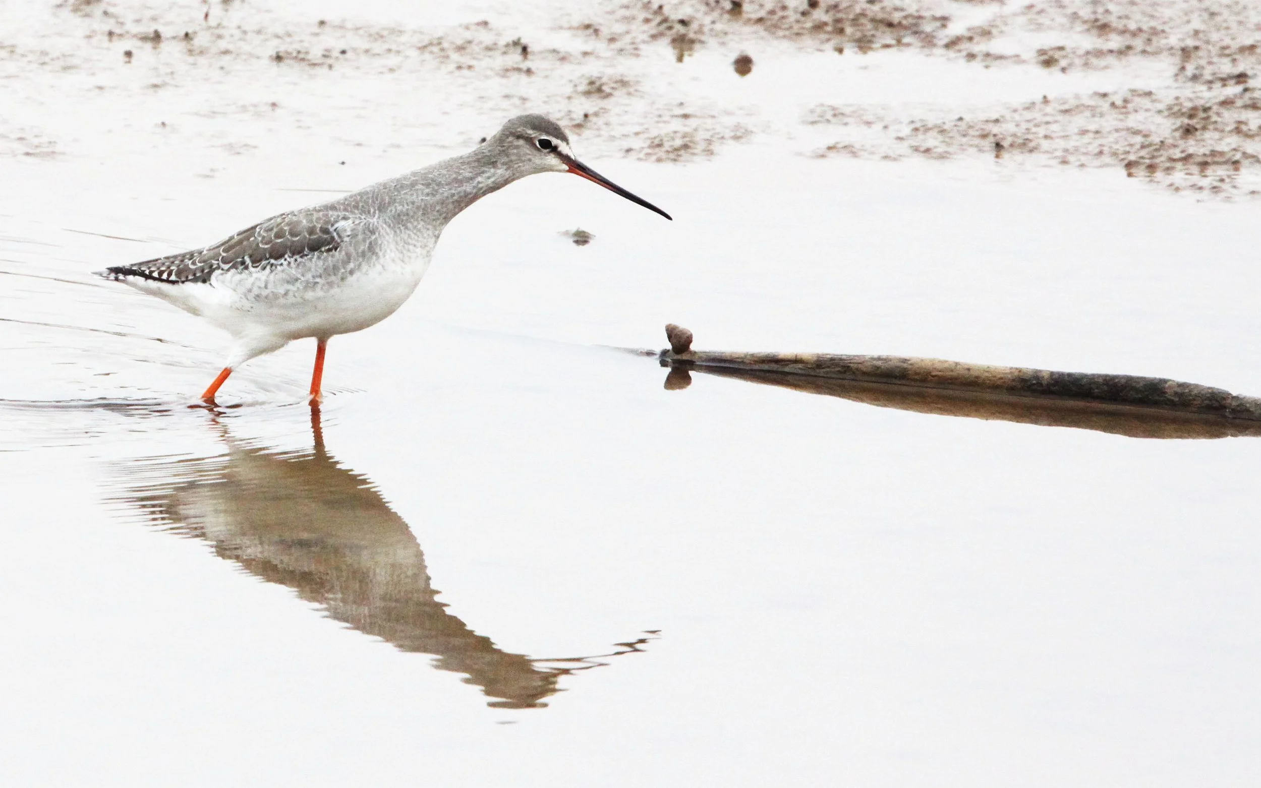 BIRD - REDSHANK - SPOTTED REDSHANK - TRINGA ERYTHROPUS - NANJI HILL RESERVE POYANG LAKE, JIANGXI PROVINCE, CHINA (6).JPG