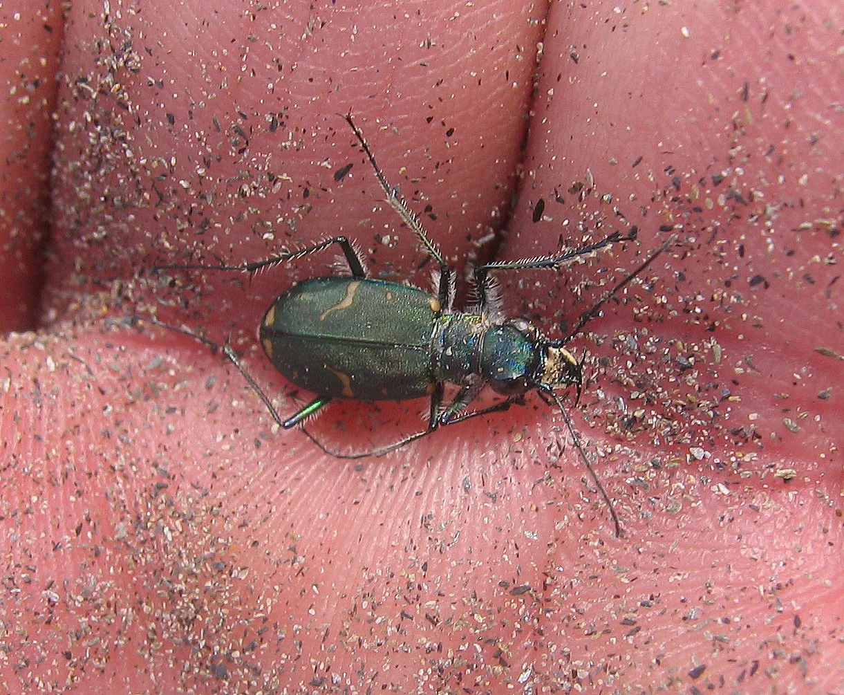 INVERTS - COLEOPTERA - CICCINDELA SPECIES.jpg