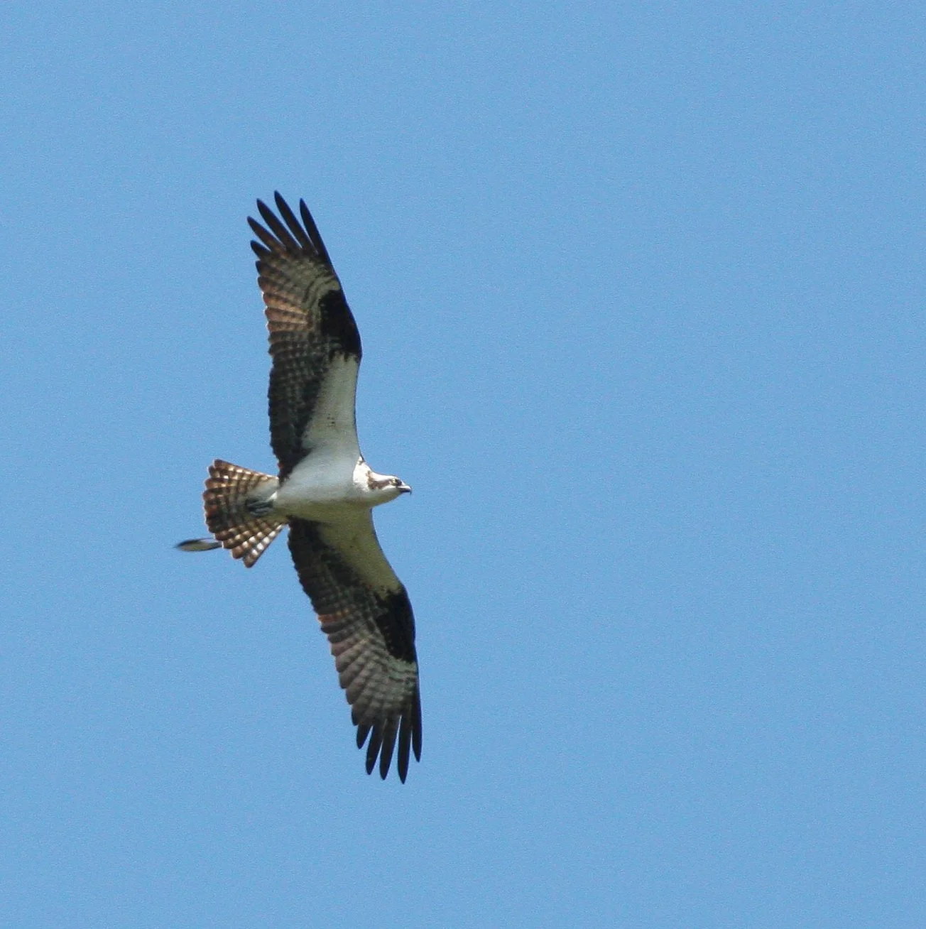 Pandion haliaetus - OSPREY - RIDGEFIELD NWR WA (16).JPG