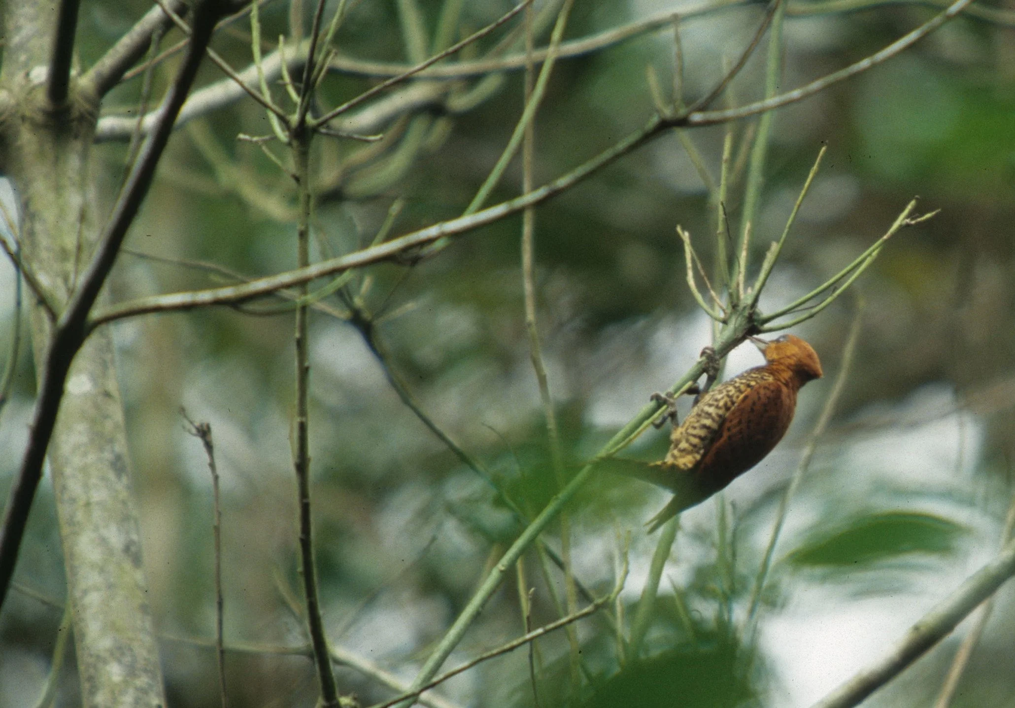BIRD - WOODPECKER - CINNAMON - PANAMA E.jpg