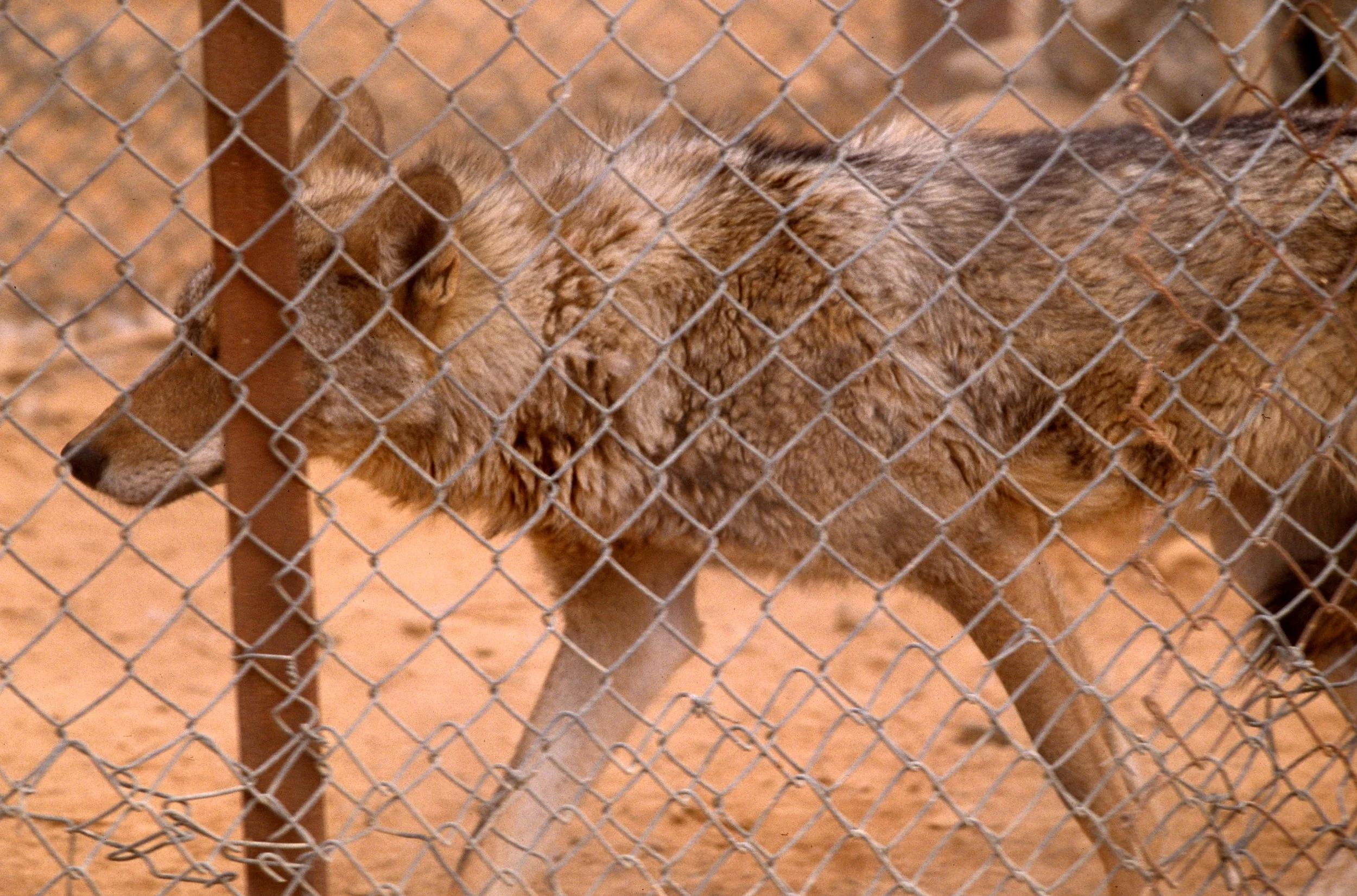 WOLF - Canis lupis arabs - ARABIAN WOLF - SHAUMARI RESERVE JORDAN AND SURROUNDING DESERT (10).jpg