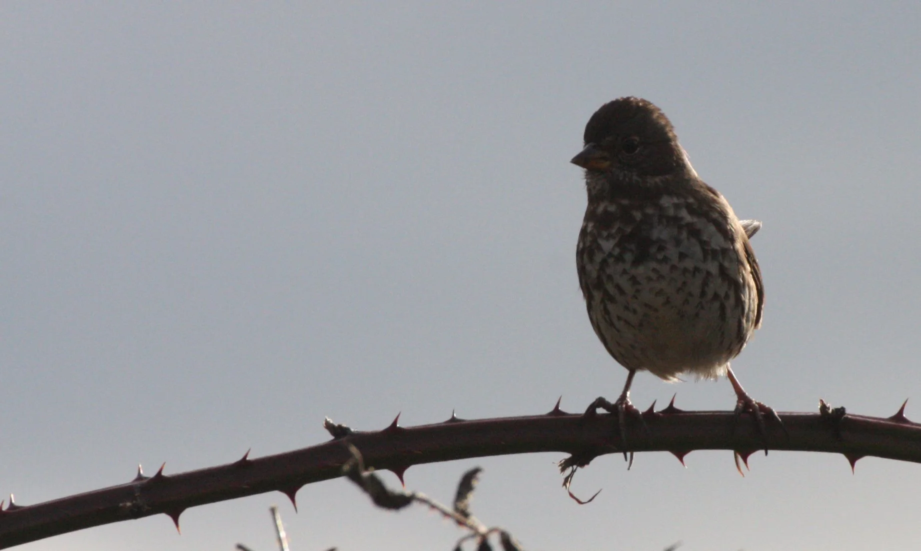 Fox Sparrow (Passerella iliaca) Jamestown Washington Olympic Peninsula (23).JPG