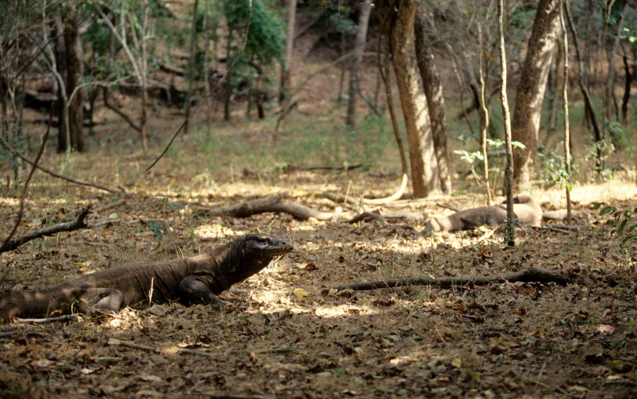 REPTILE - MONITOR LIZARD - KOMODO DRAGON ON KOMODO ISLAND INDONESIA (6).jpg