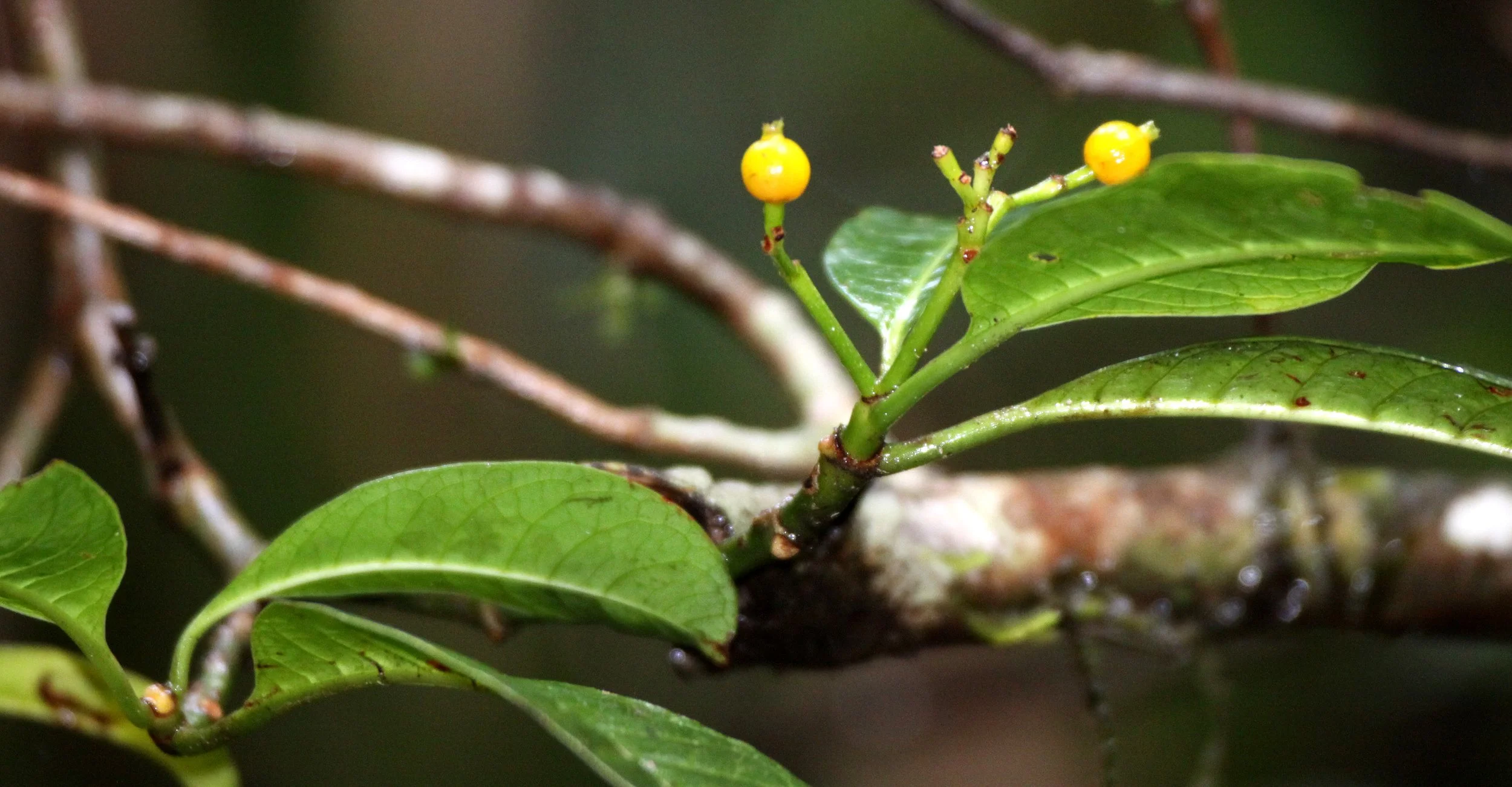 PLANT - SPECIES - RANOMAFANA NATIONAL PARK MADGASCAR.JPG