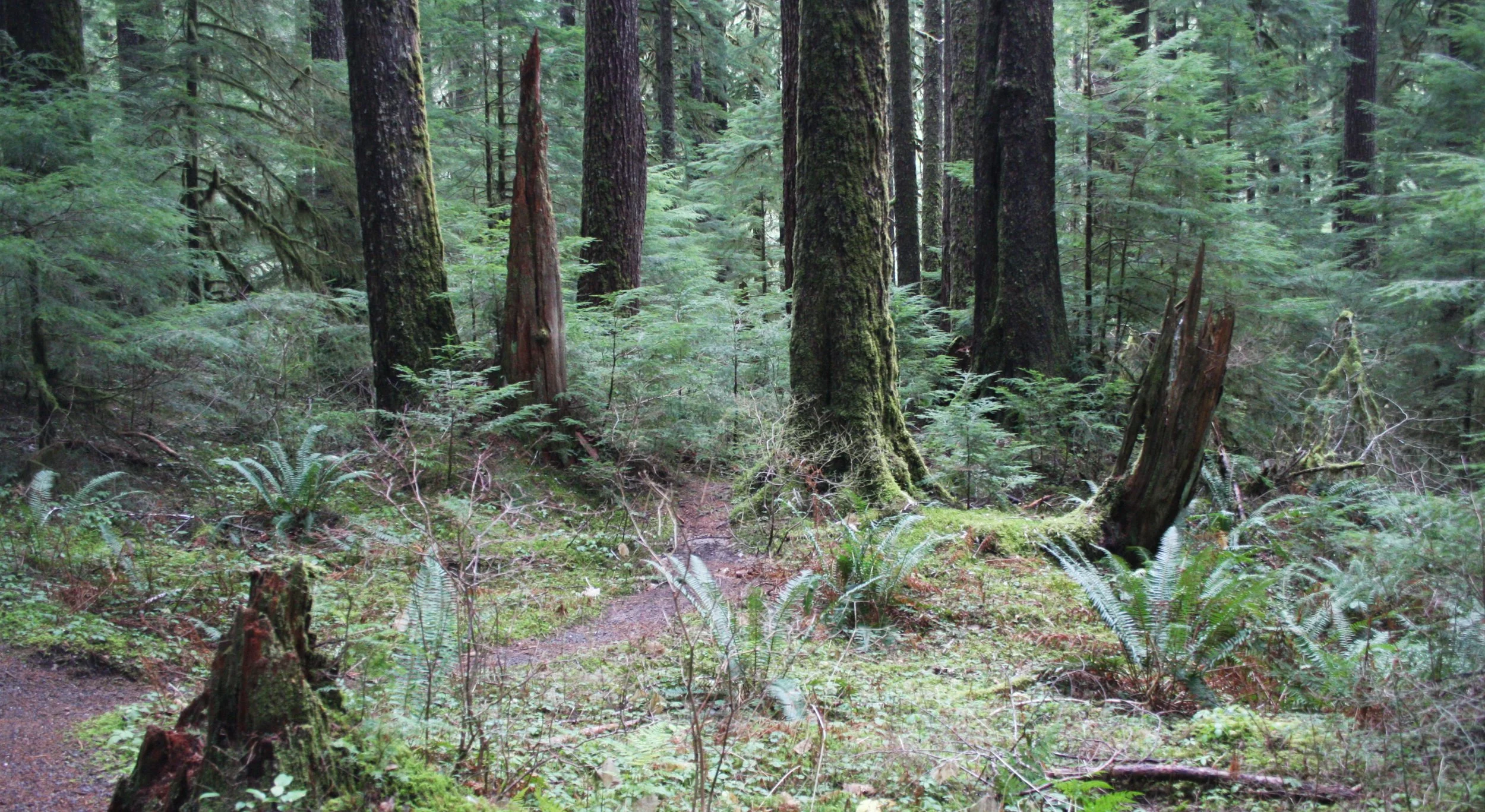 SOL DUC FALLS AND FOREST - ONP WA (27).JPG