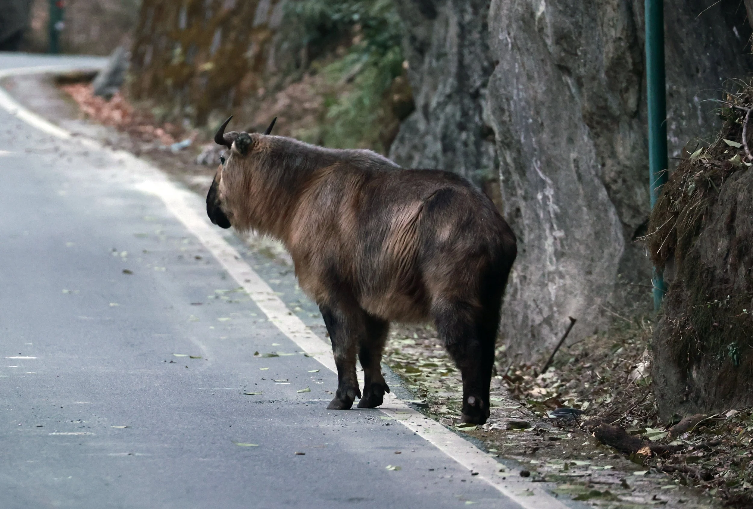 Sichuan Takin or Tibetan Takin (Budorcas taxicolor tibetana)Tangjiahe National Nature Reserve, Sichuan China (40).jpg