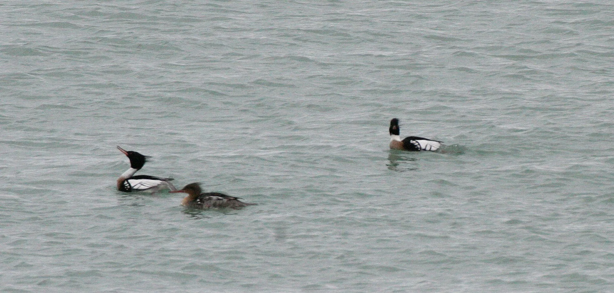 MERGANSER - RED-BREASTED MERGANSER - Mergus serrator - MONTROSE PARK CHICAGO (13).JPG