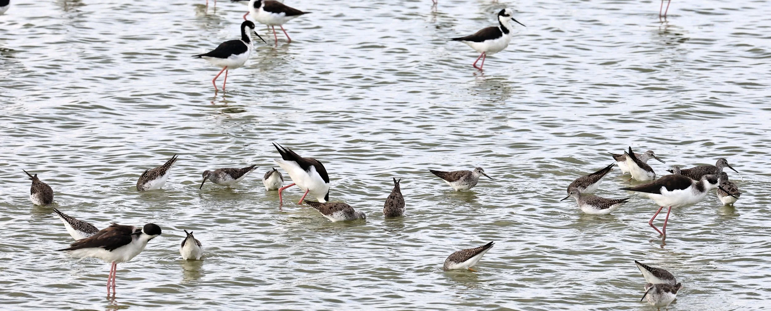 Greater Yellowlegs (Tringa melanoleuca) & Lesser YL in Chaco Lodge & Laguna Salada Paraguay 