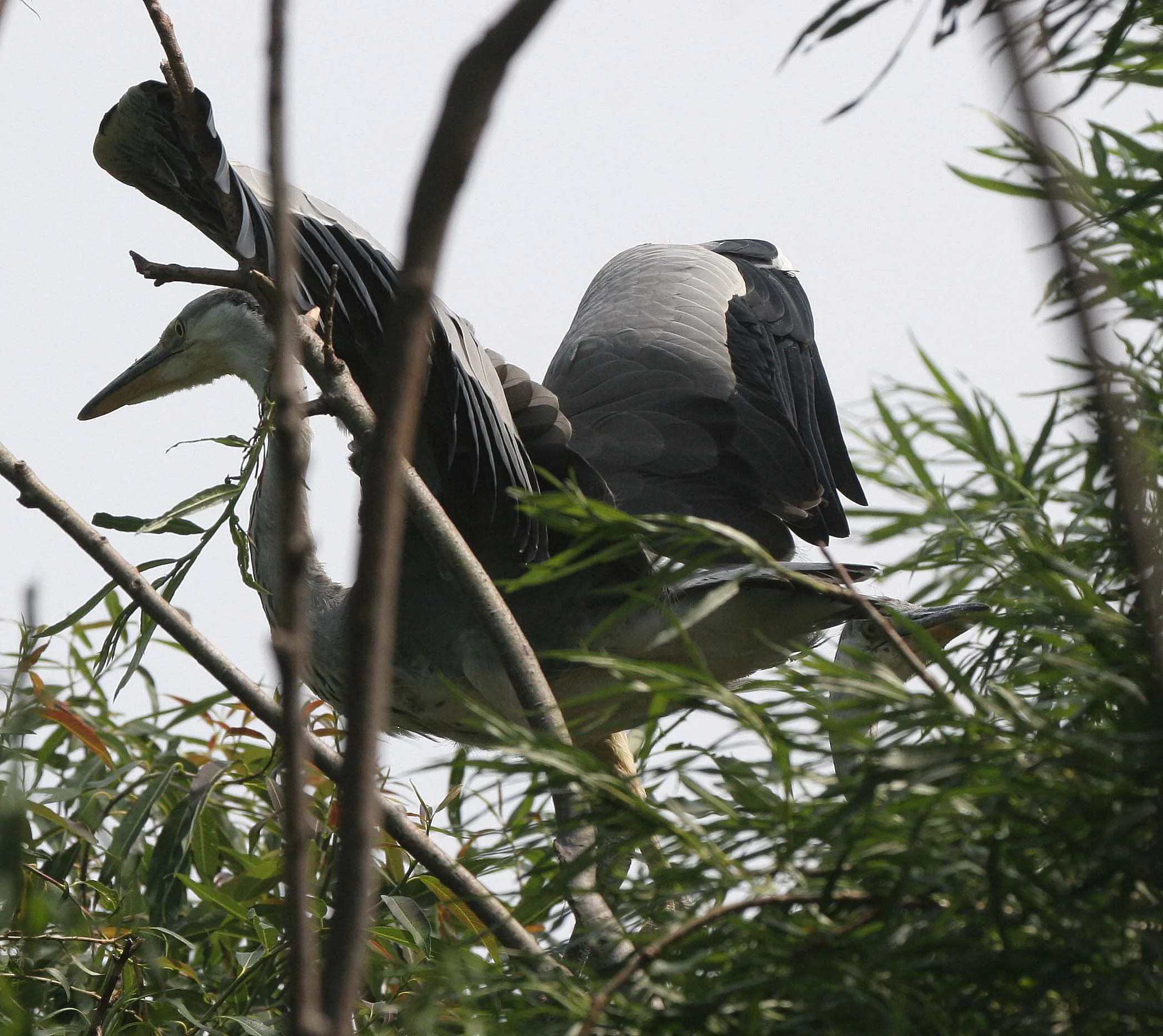 HERON - GREY HERON -  Ardea cinerea - ROOKERY IN SELENGA DELTA - LAKE BAIKAL RUSSIA (64).jpg