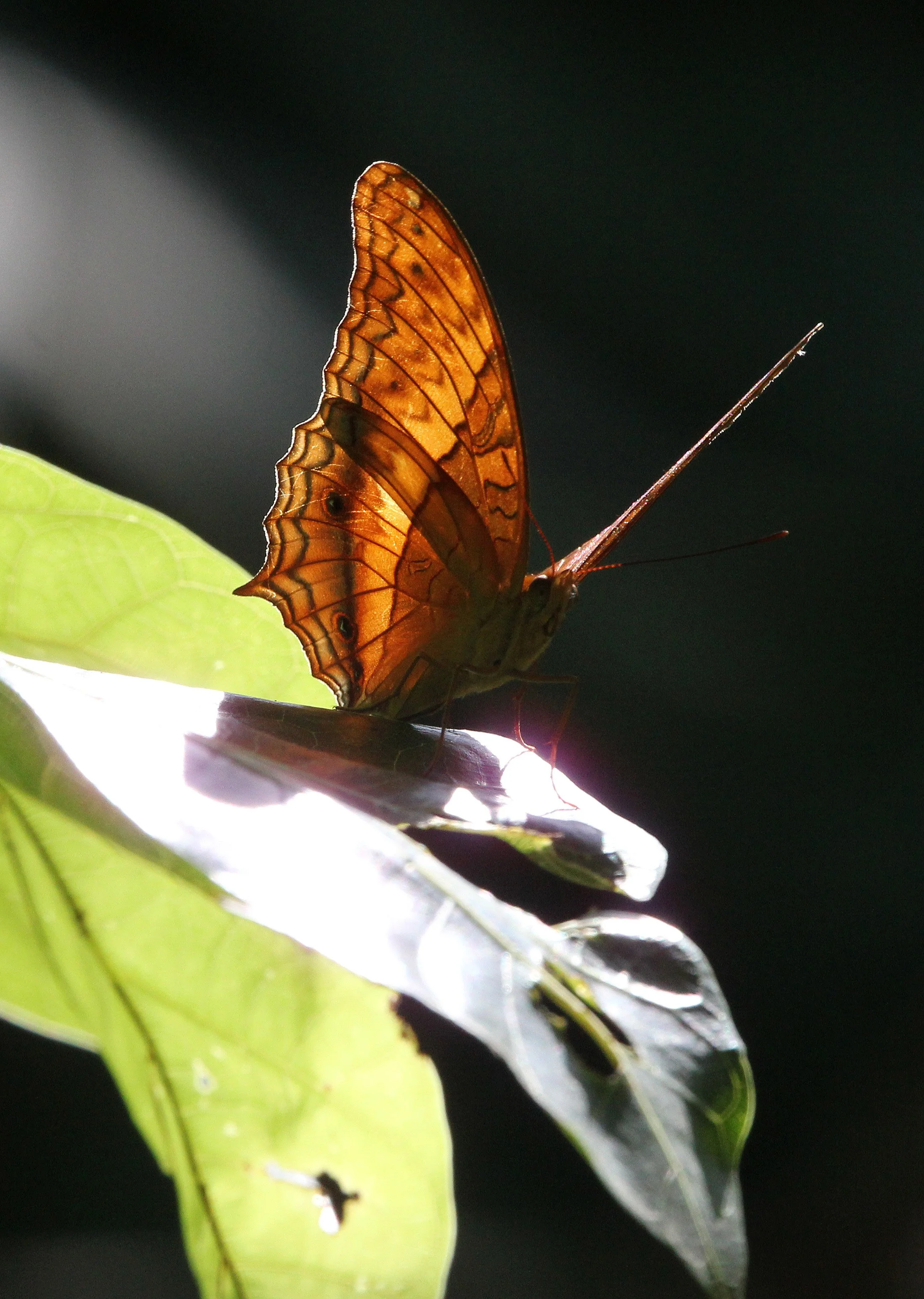 Nymphalidae - Vindula erota - Nantu Forest Reserve, Sulawesi 