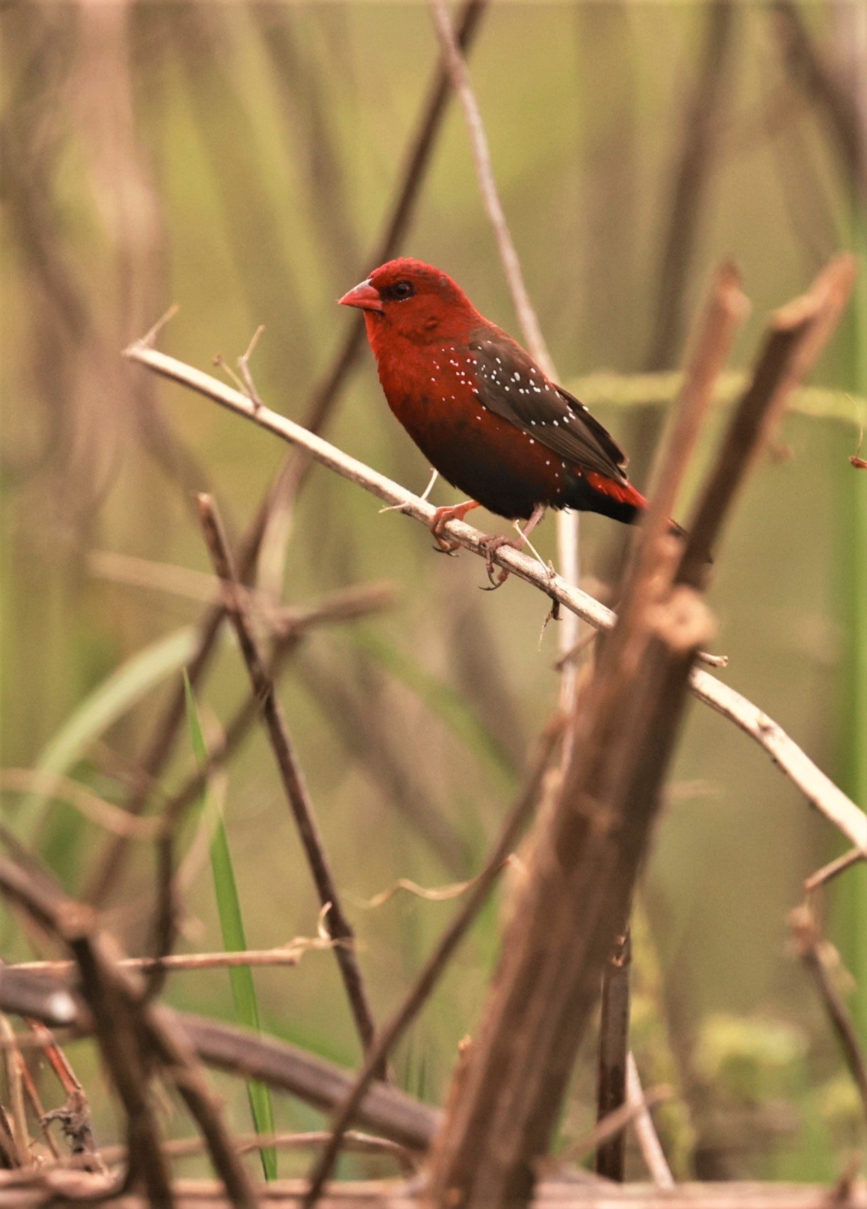 RED AVADAVAT - Amandava amandava - PATHUM THANI RICE RESEARCH CENTER 07 JAN 2023 (11).jpg