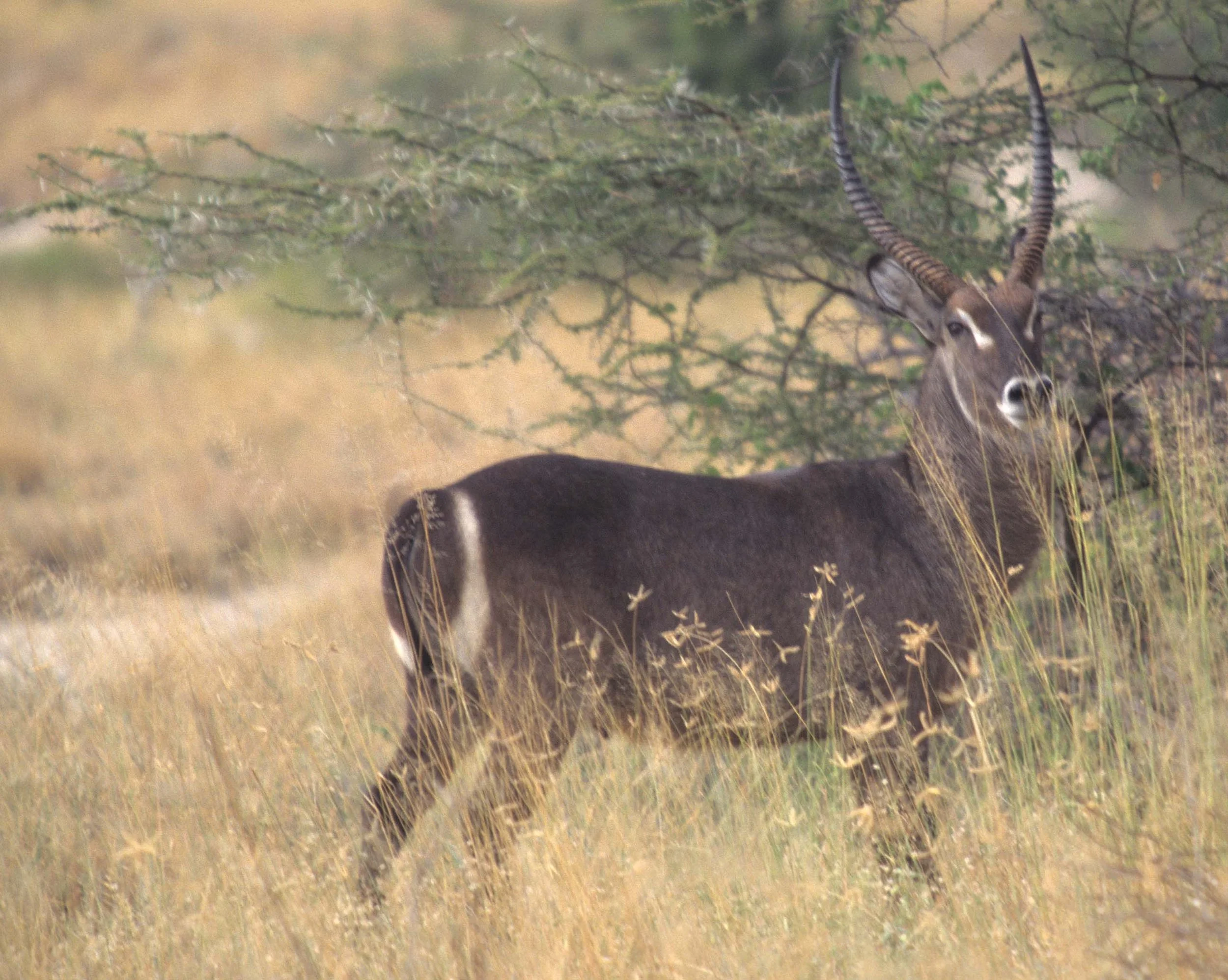 BOVID - WATERBUCK - COMMON - SHABA.jpg