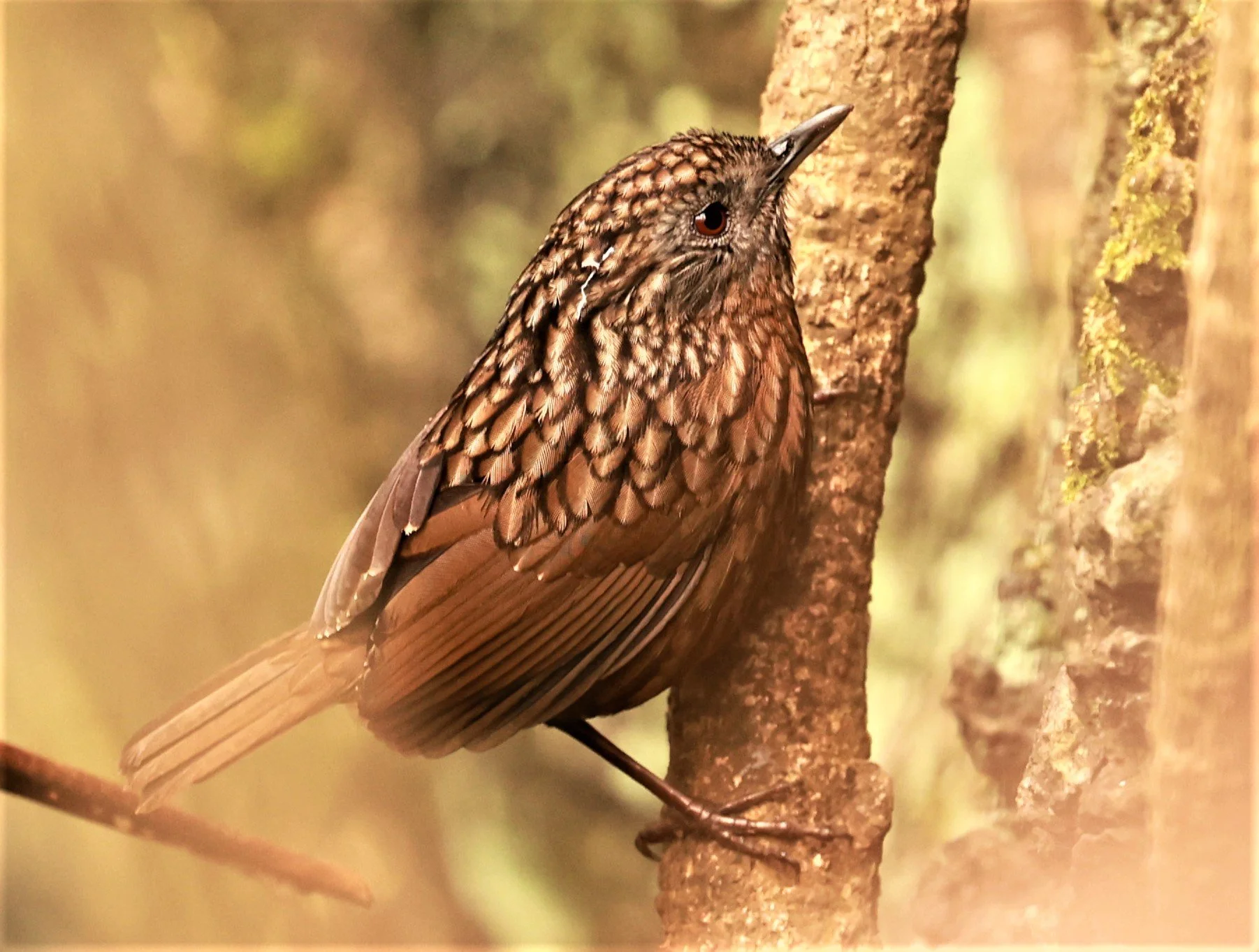 WREN-BABBLER - RUFOUS LIMESTONE WREN-BABBLER - Gypsophila calcicola - DOI ANG KHANG CHIANG MAI DEC 2022 (6).jpg
