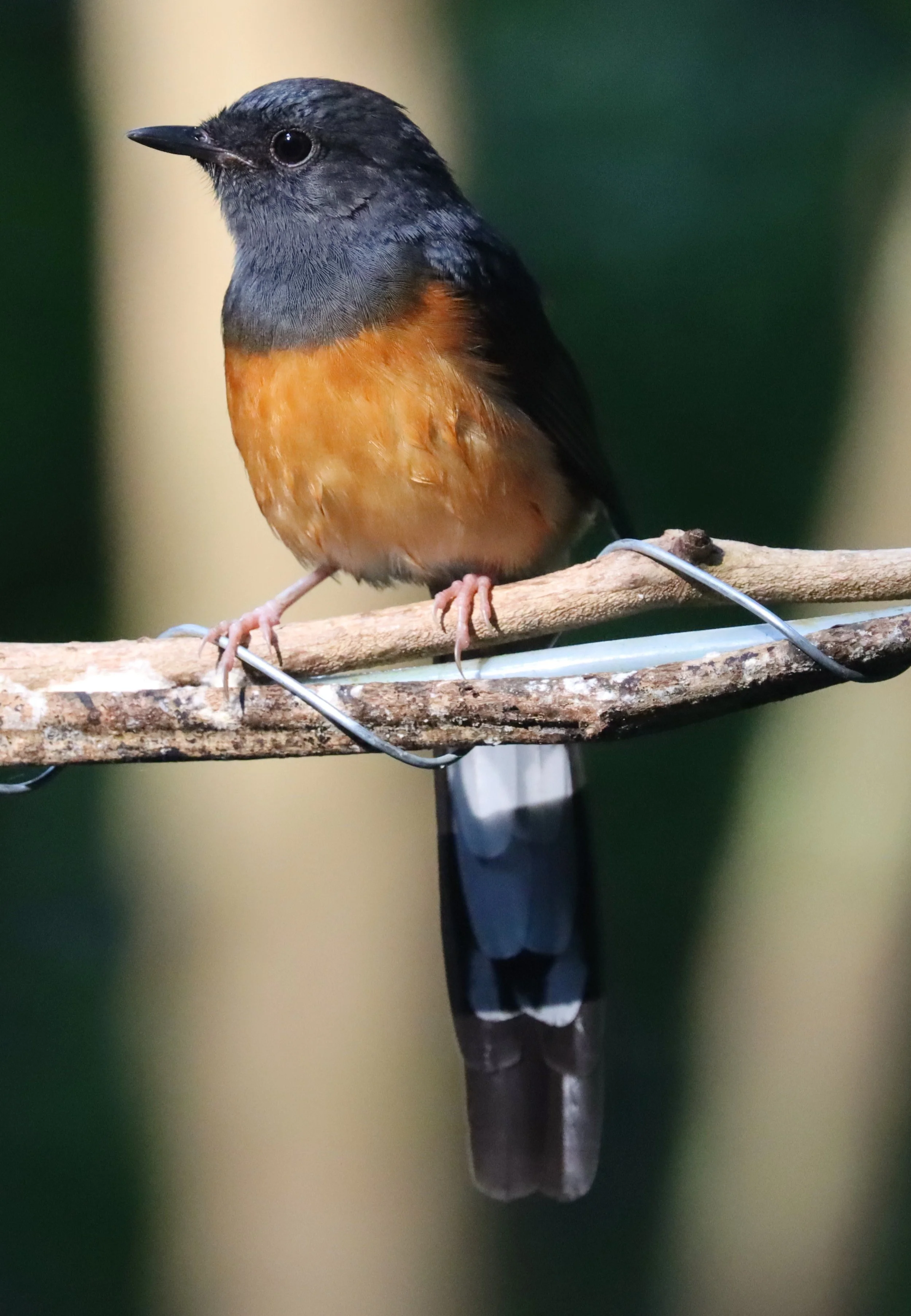 SHAMA - WHITE-RUMPED SHAMA - Copsychus malabaricus - WAT THAM PRATHUN CHONBURI (2).jpg