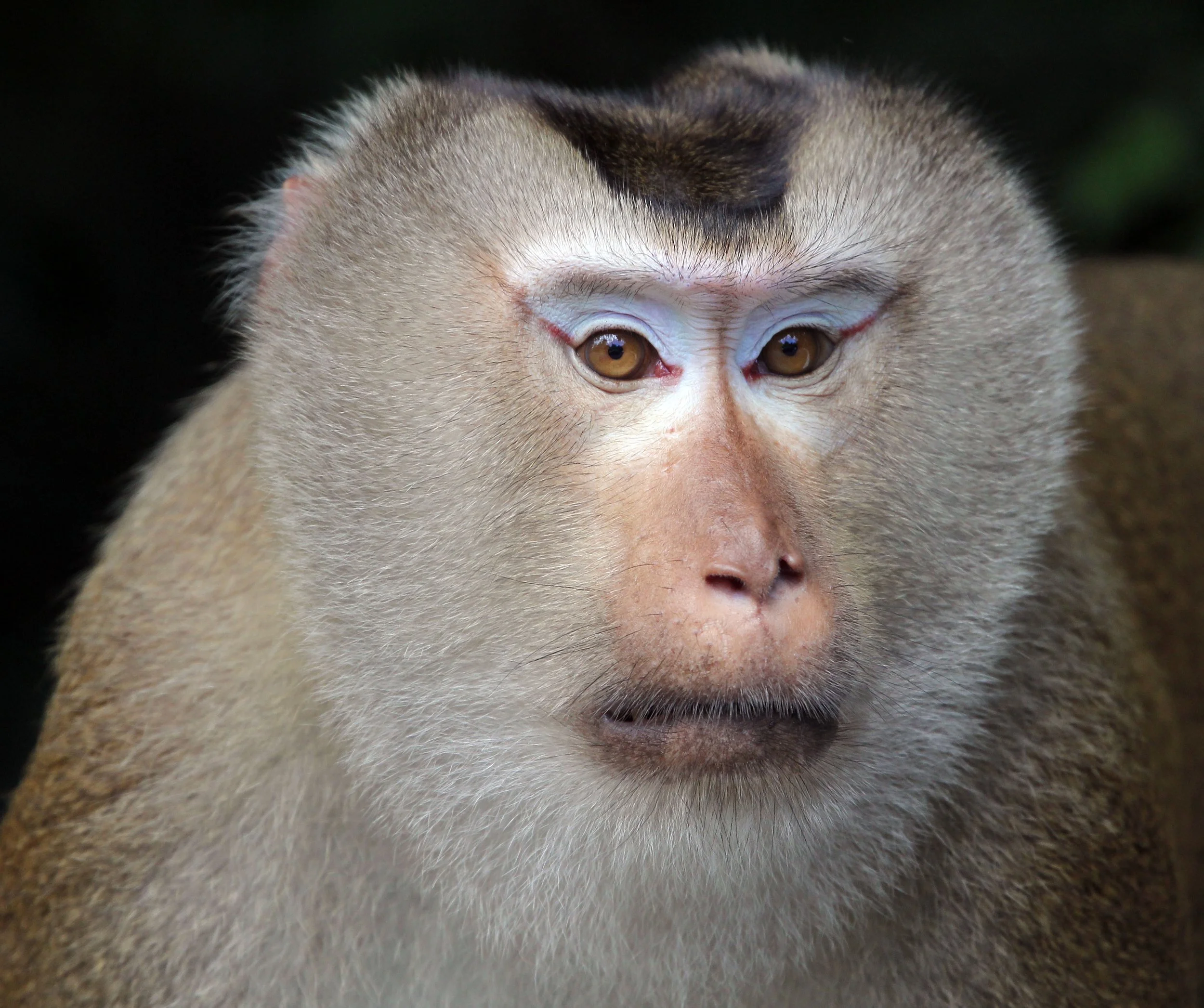 CERCOPITHECIDAE - Macaca leonina - NORTHERN PIG-TAILED MACAQUE - KHAO YAI NATIONAL PARK THAILAND (50).JPG