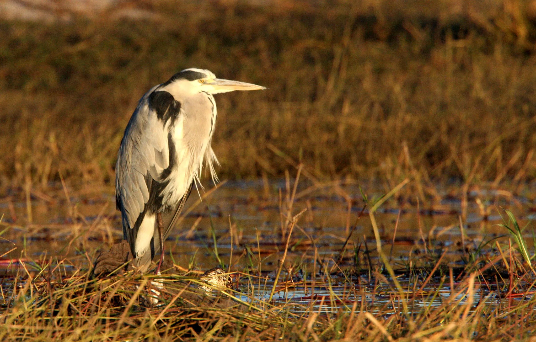 HERON - GREY HERON -  Ardea cinerea - CHOBE NATIONAL PARK BOTSWANA (24).JPG