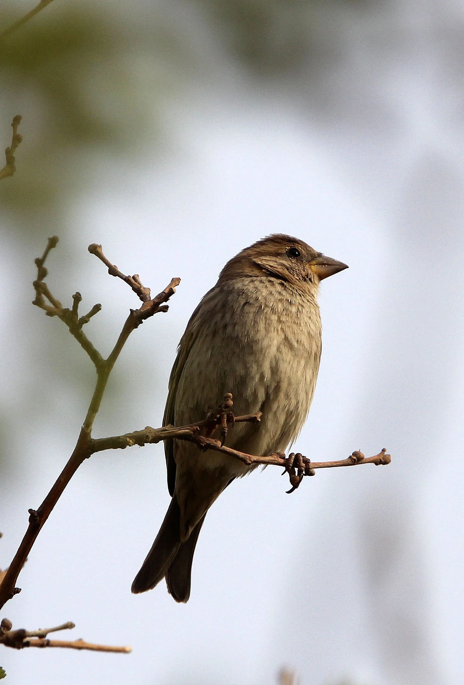 Spanish Sparrow (Passer hispaniolensis) Turpan Xinjiang China (25).JPG