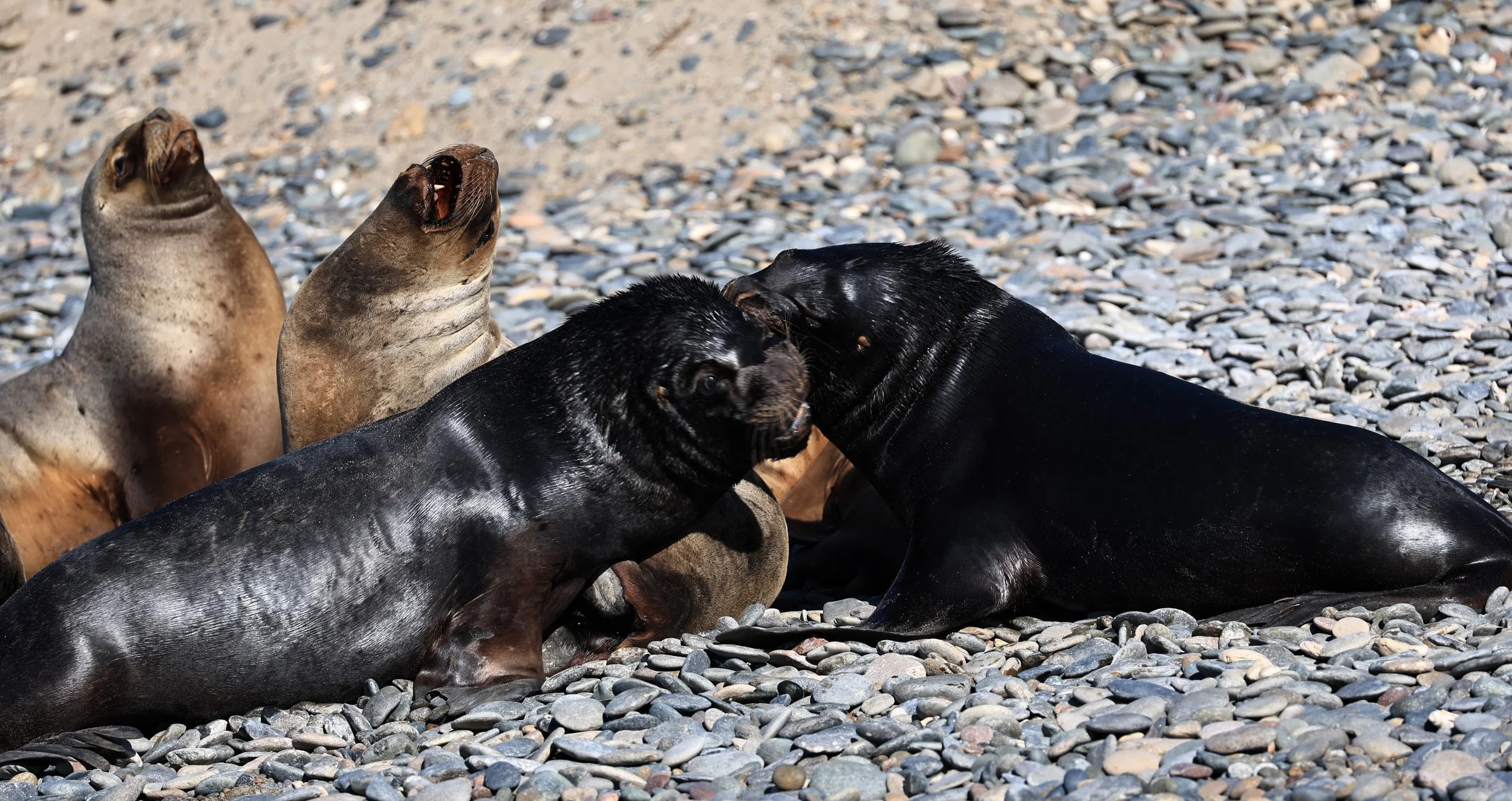 South American Sea Lion (Otaria flavescens) Puerto Rawson Argentina (14).jpg