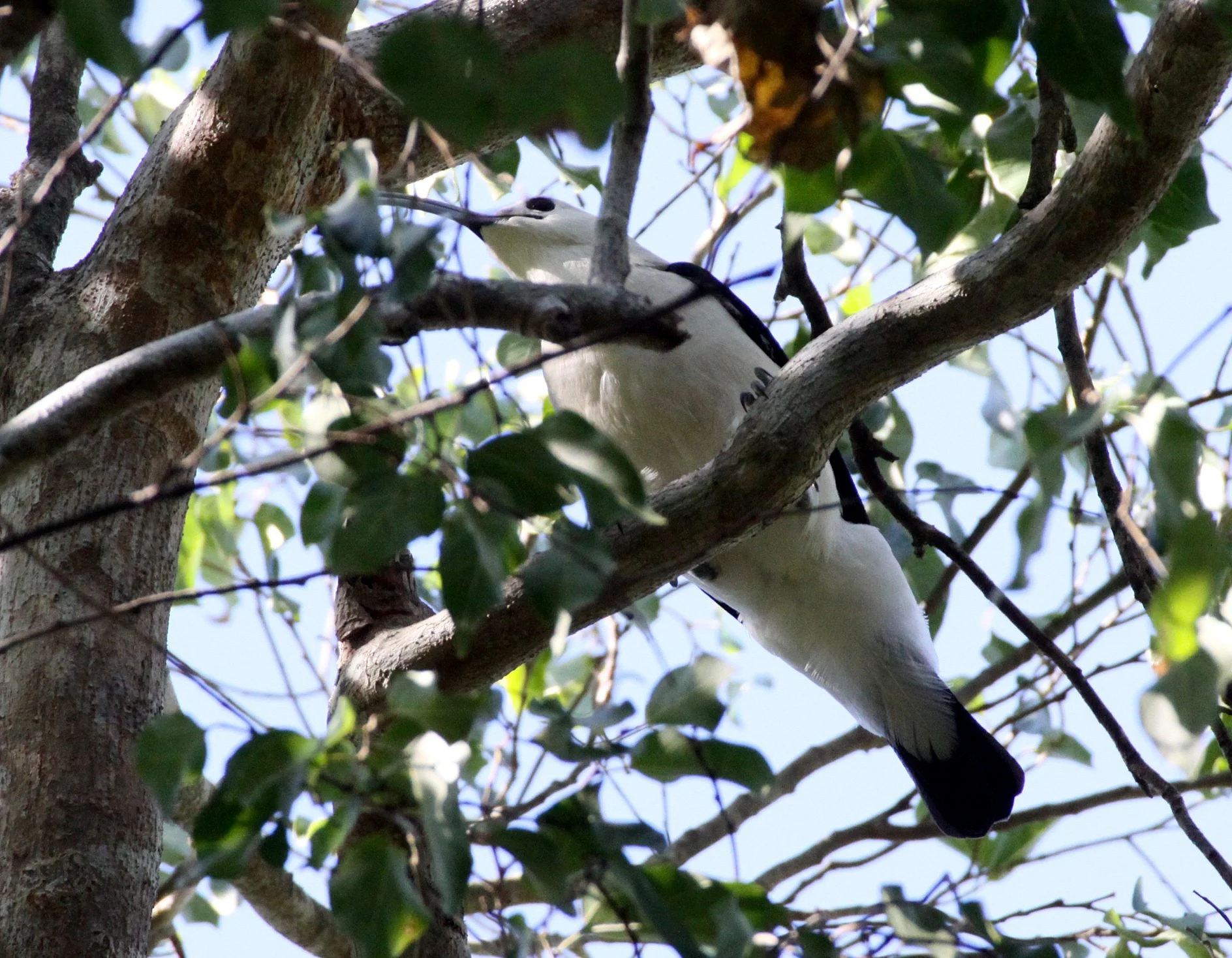 Falculea palliata - Sickle-billed Vanga - Berenty Reserve Madagascar 