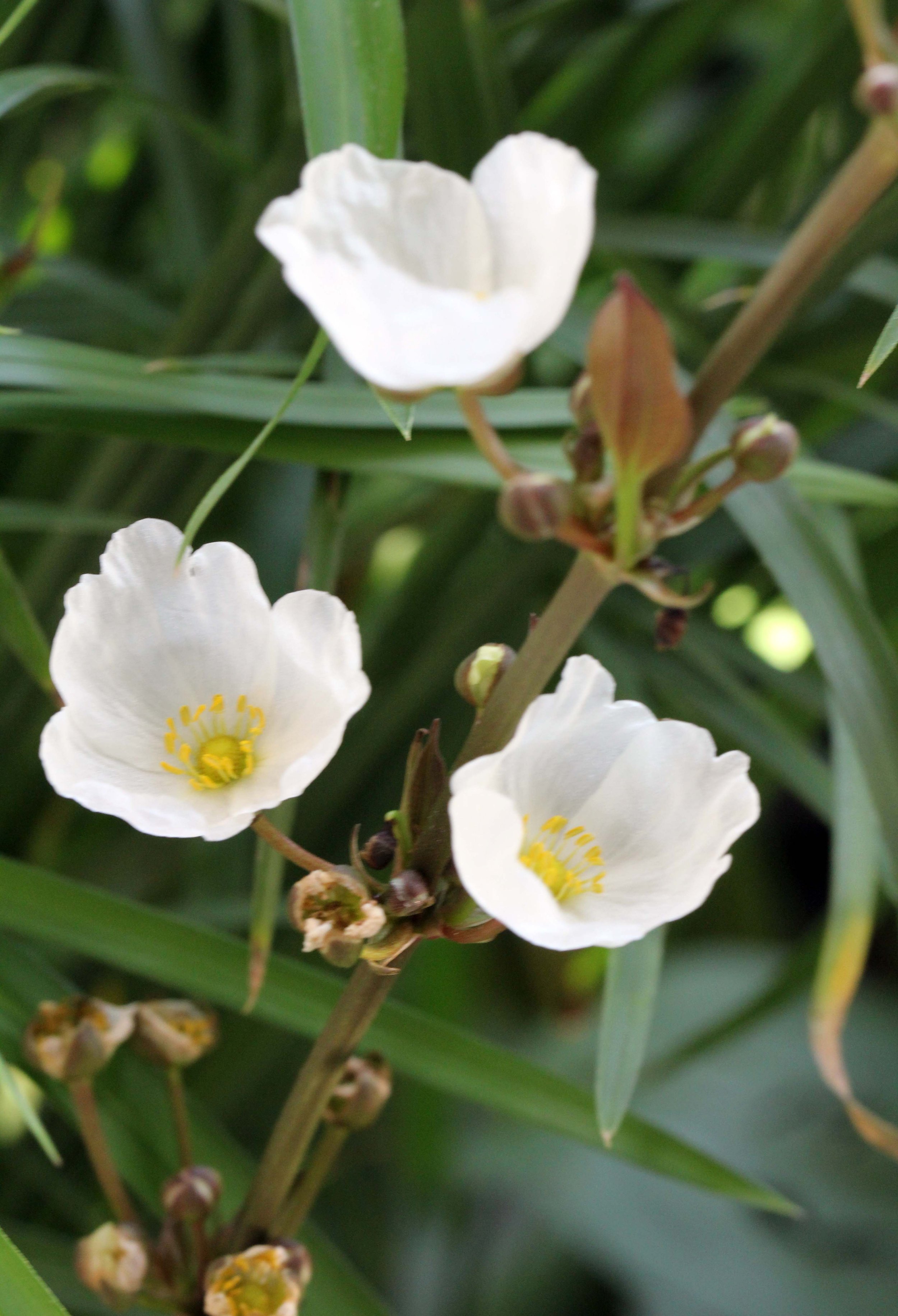 2013 Nonthaburi Setthasiri House and Nonthaburi Neighborhood (217).JPG