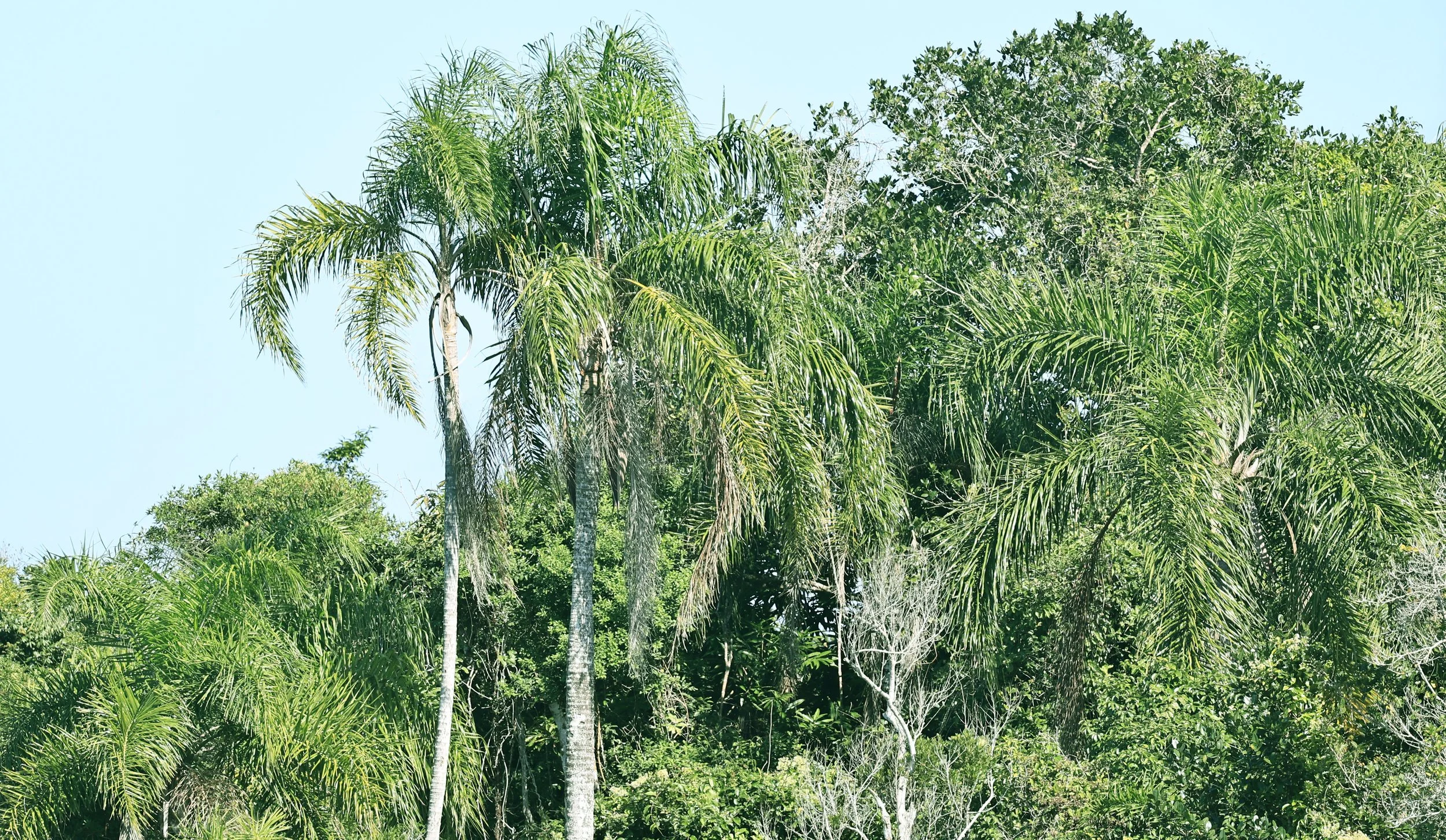 Queen palms (Syagrus romanzoffiana) Superagui National Park, Brazil