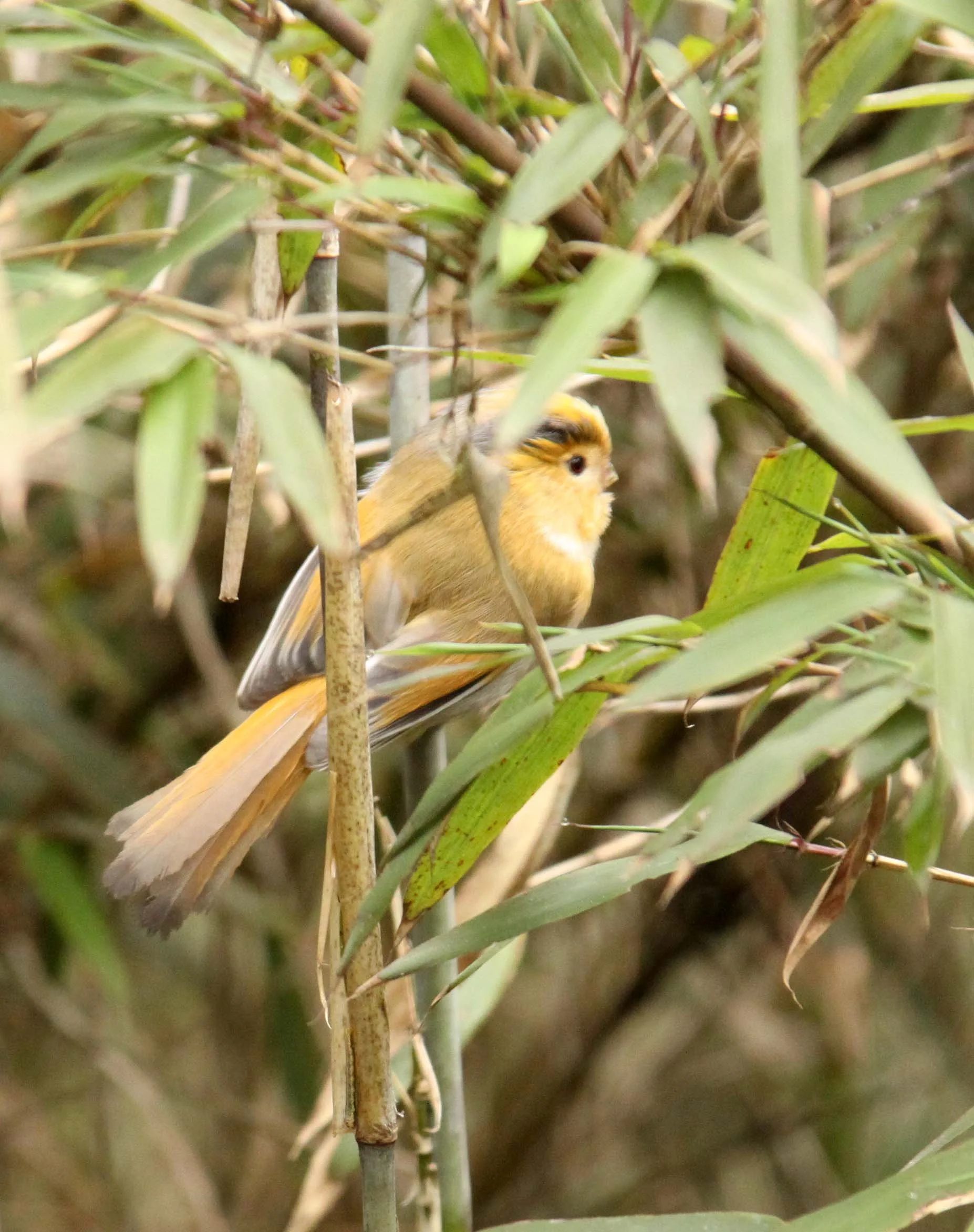BIRD - PARROTBILL - FULVOUS PARROTBILL - WAWU SHAN MOUNTAIN GEOPARK - SICHUAN CHINA (1).JPG