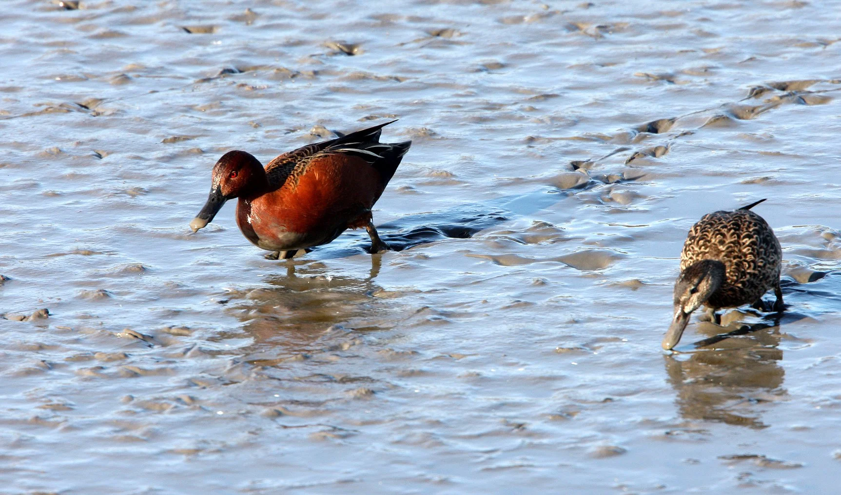 BIRD - DUCK - TEAL - CINNAMON TEAL - SAN JOAQUIN WILDLIFE REFUGE IRVINE CALIFORNIA.JPG