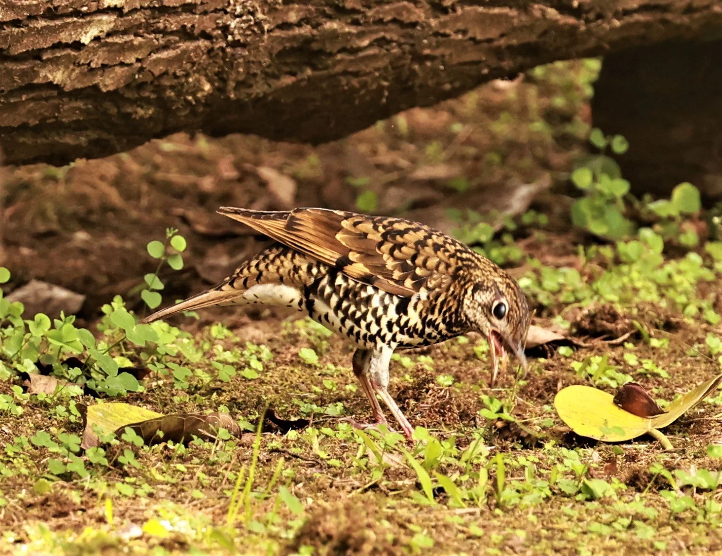 Scaly Thrush (Zoothera dauma) Doi Ang Kang Chiang Mai (40).jpg