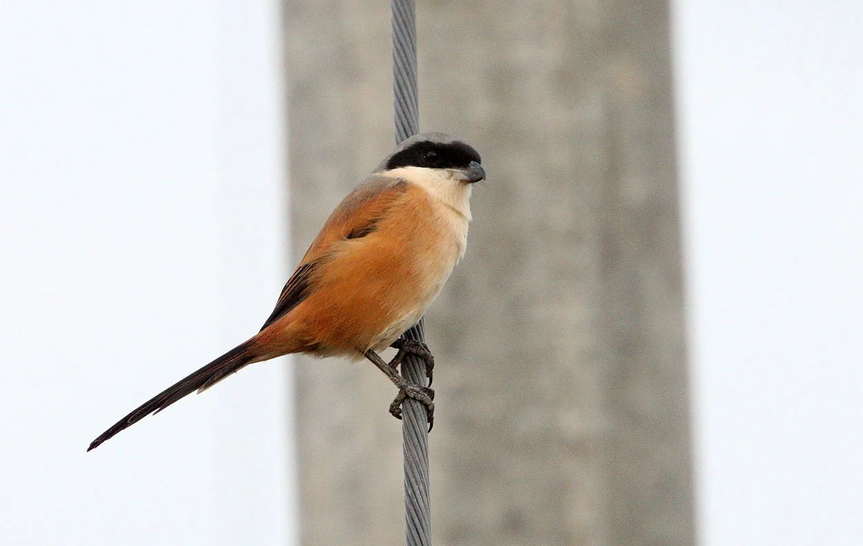 Long-tailed Shrike (Lanius schach) Poyang Lake Jiangxi Province China (10).JPG