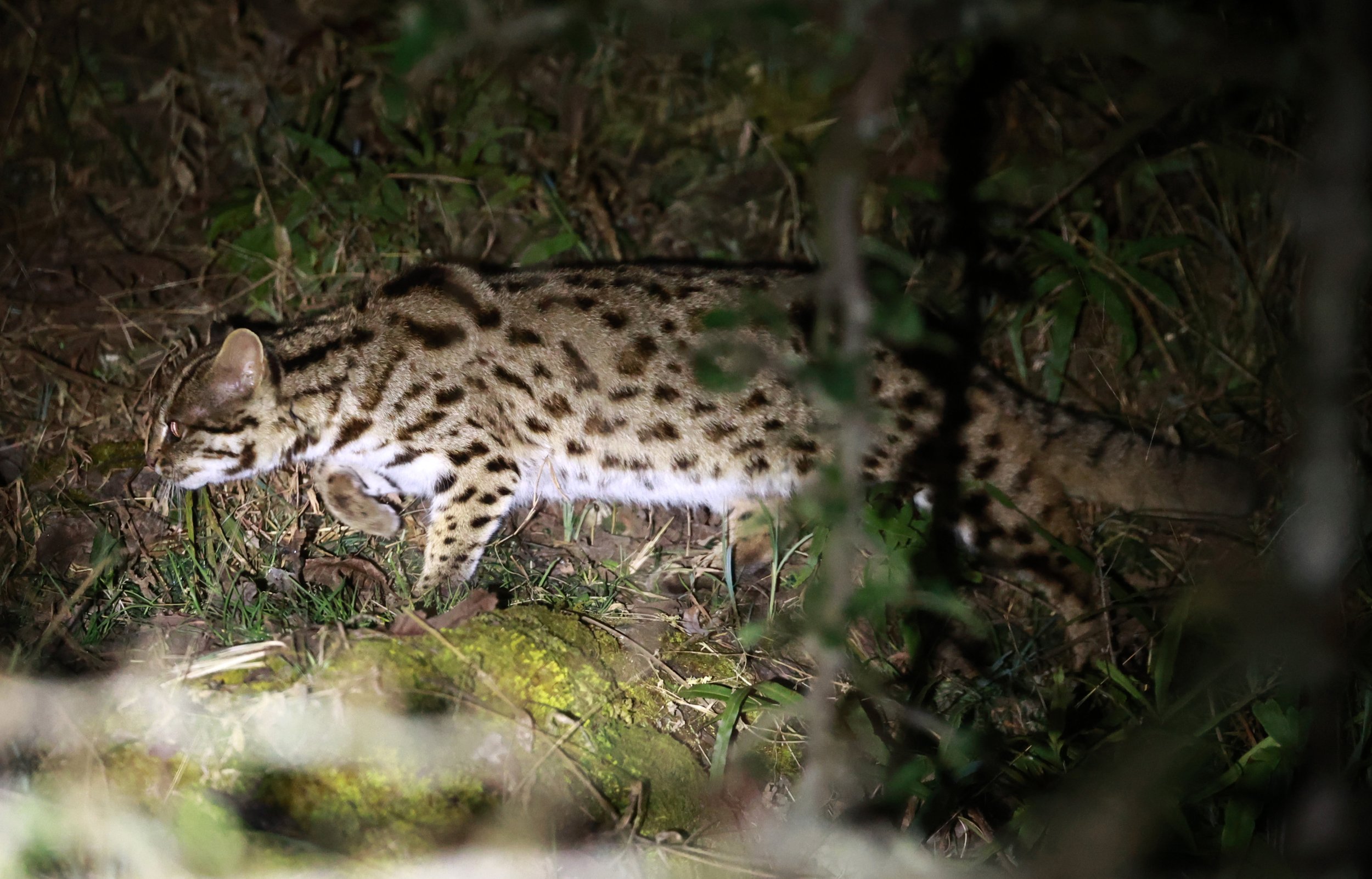 Mainland Leopard Cat (Prionailurus bengalensis) Tangjiahe National Nature Reserve, Sichuan China (36).jpg
