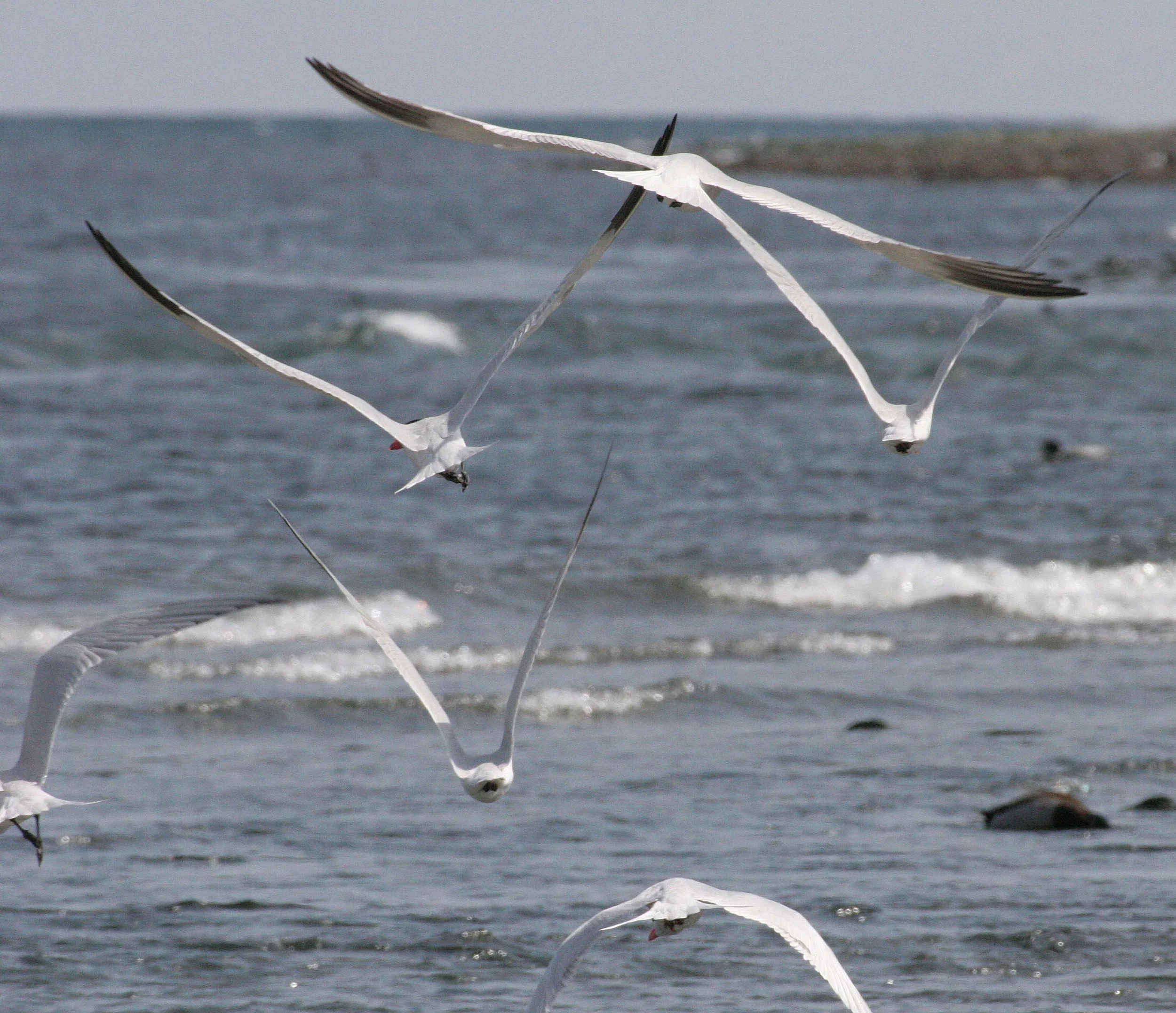 BIRD - TERN - CASPIAN TERNS - ELWHA RIVER MOUTH WA (56).JPG